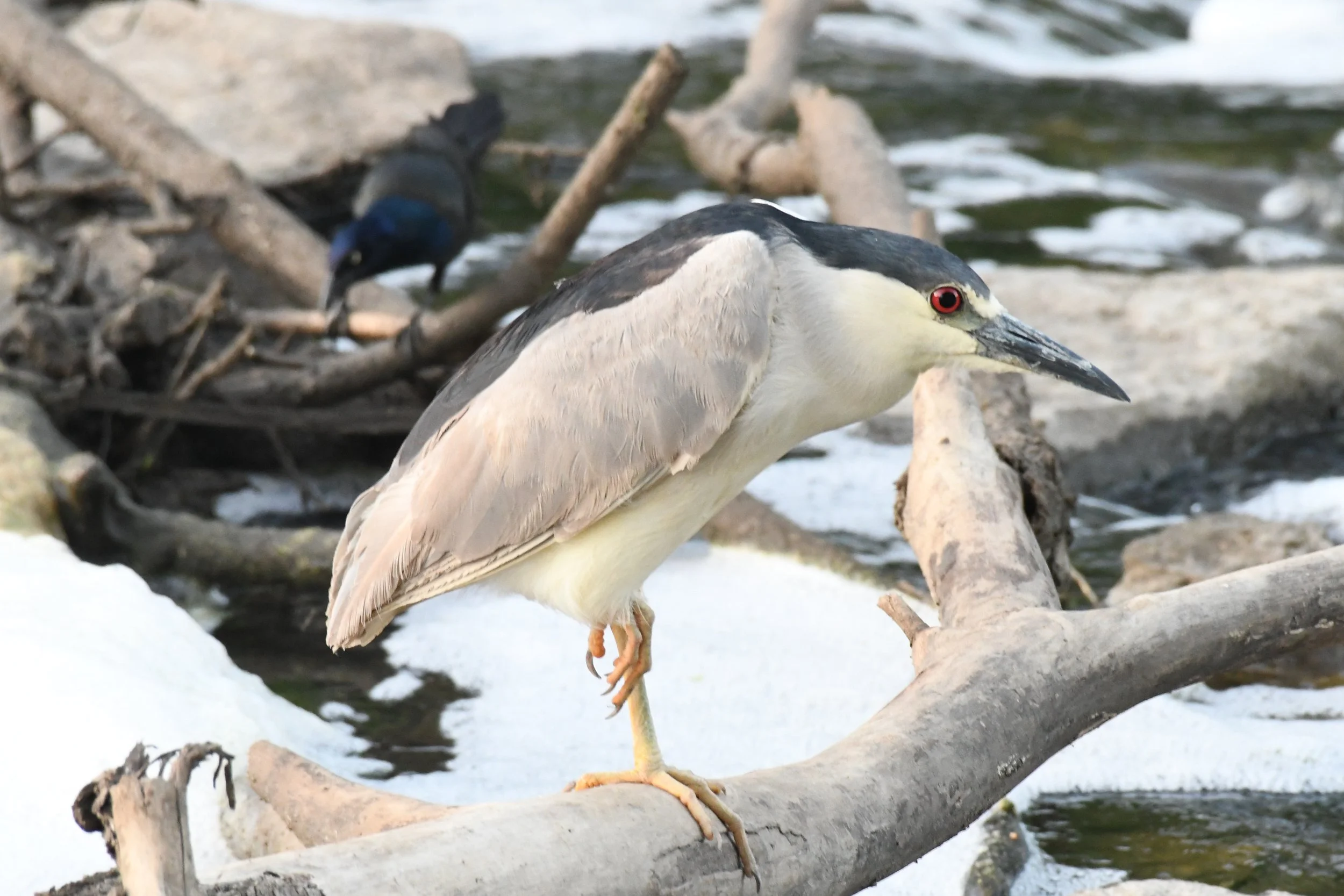 Wooded Island Bird Walk