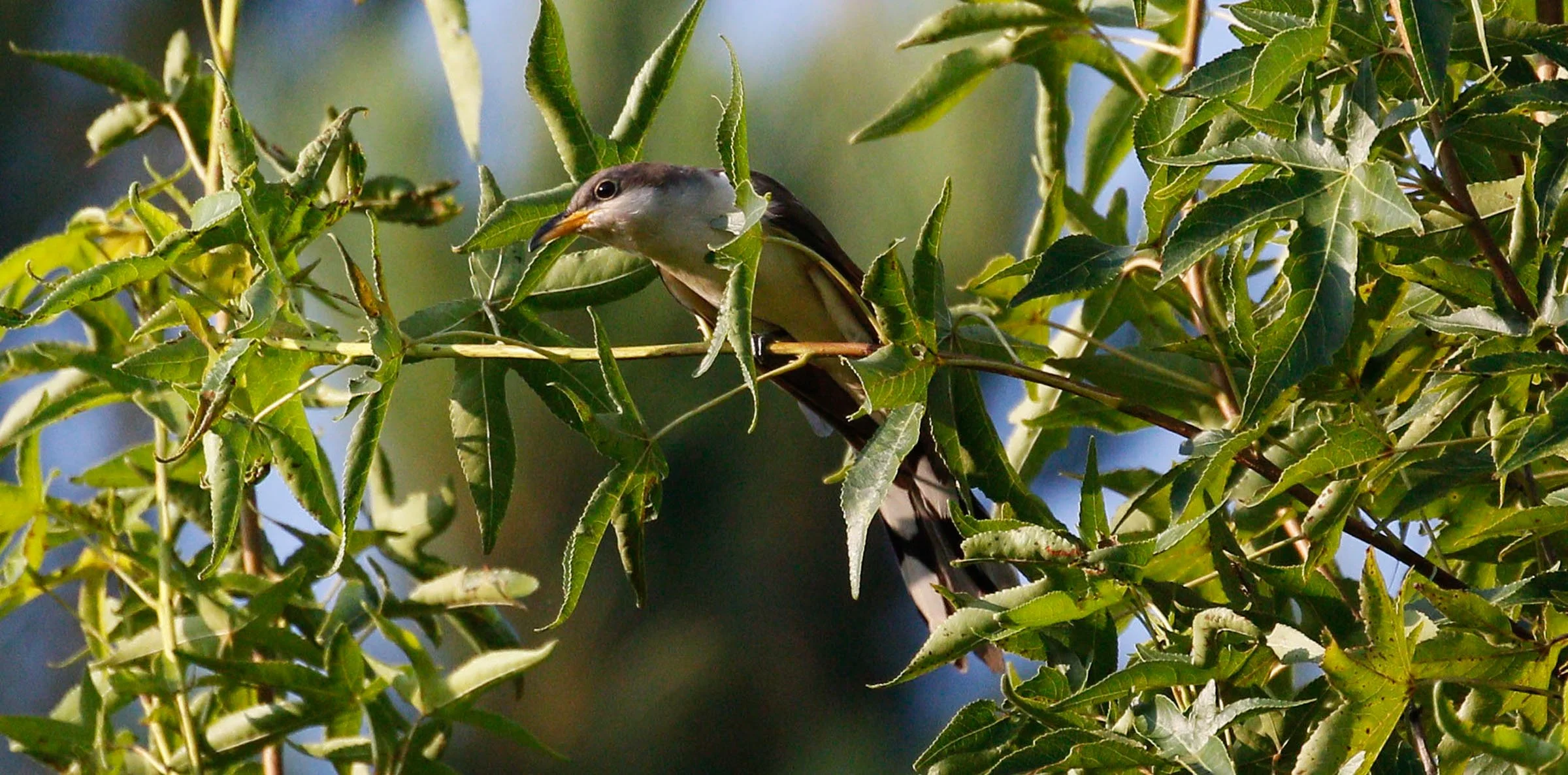 Wooded Island Bird Walk