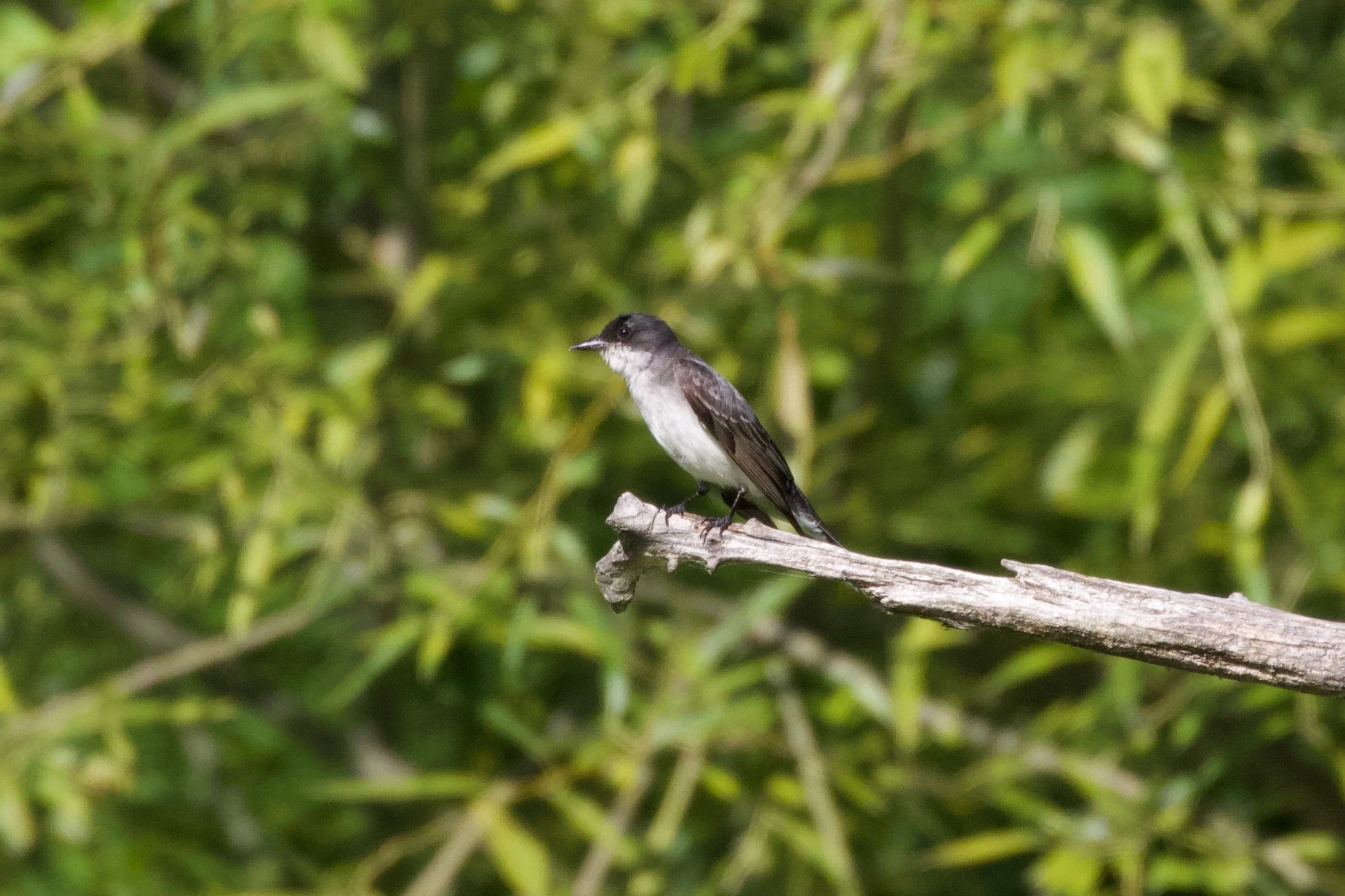 Accessible Bird Outing to Washington Park