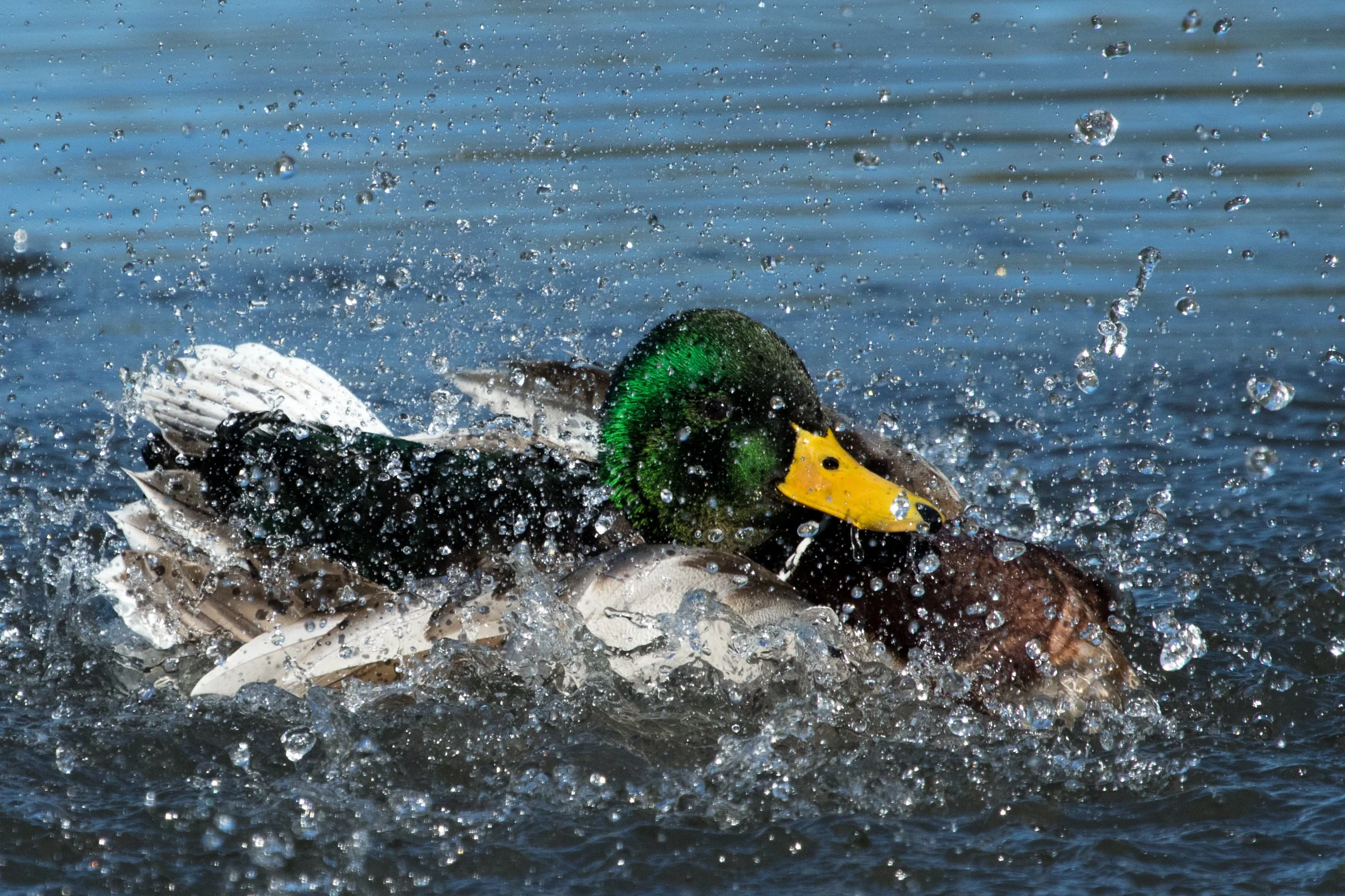 Wooded Island Bird Walk
