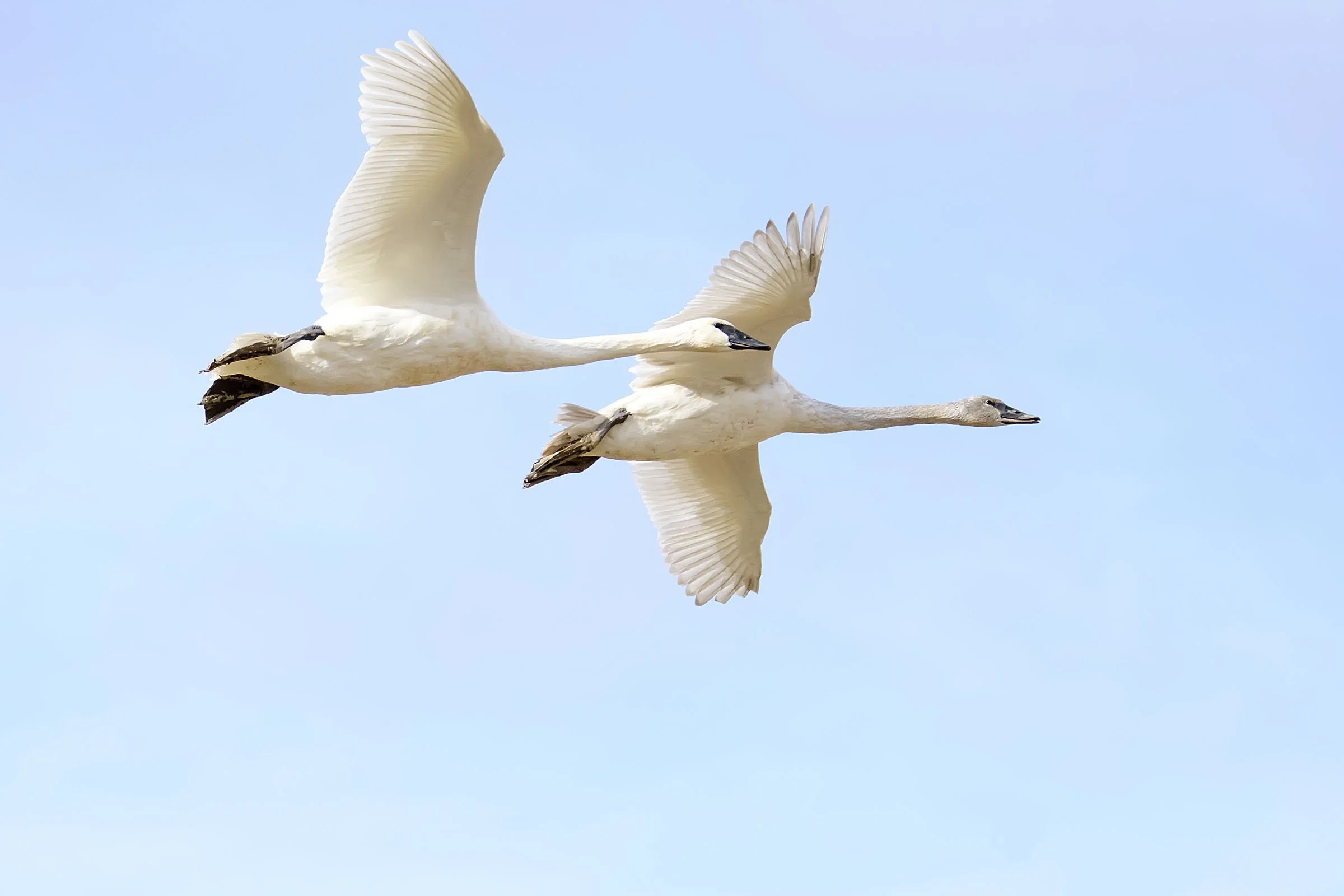 Wooded Island Bird Walk