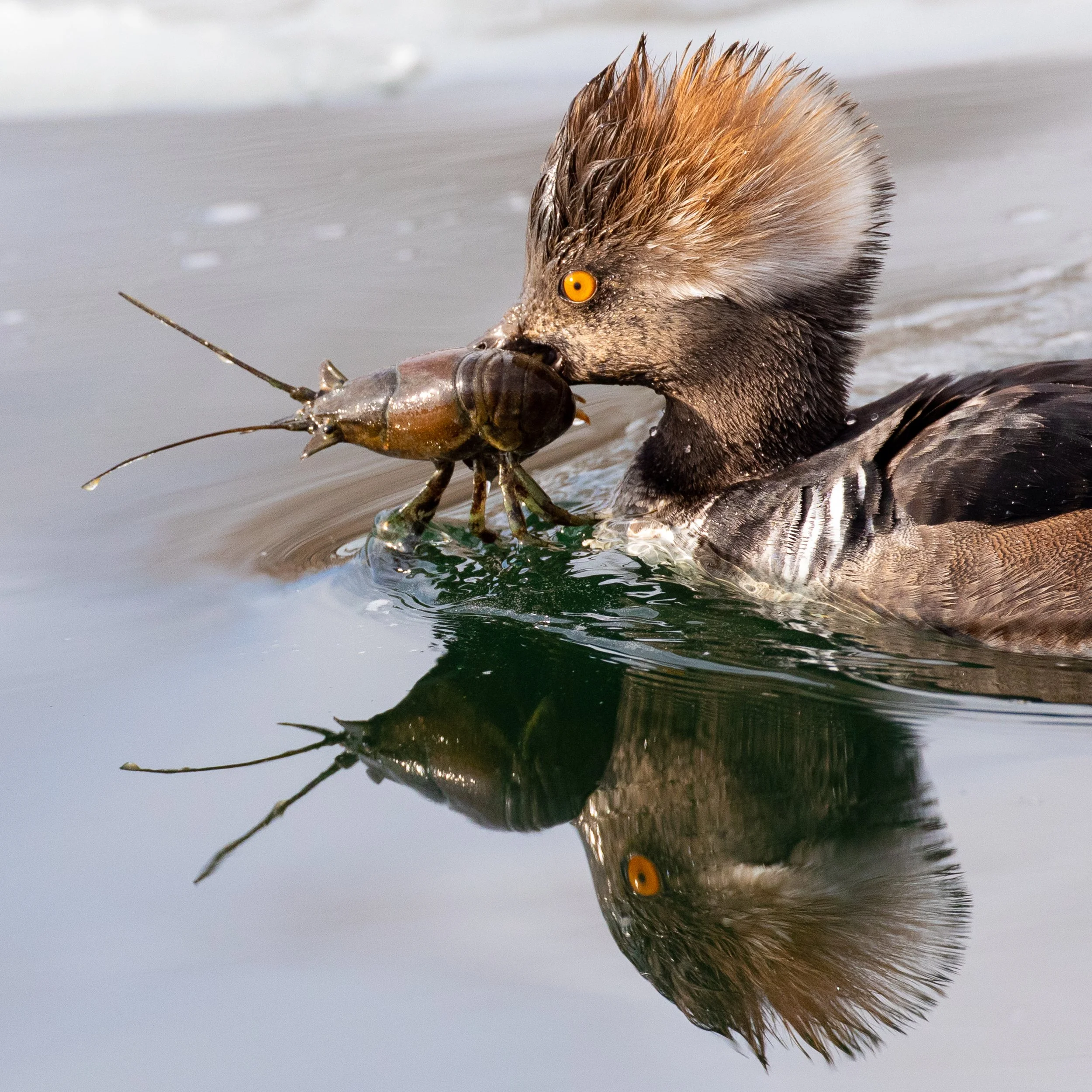Wooded Island Bird Walk 