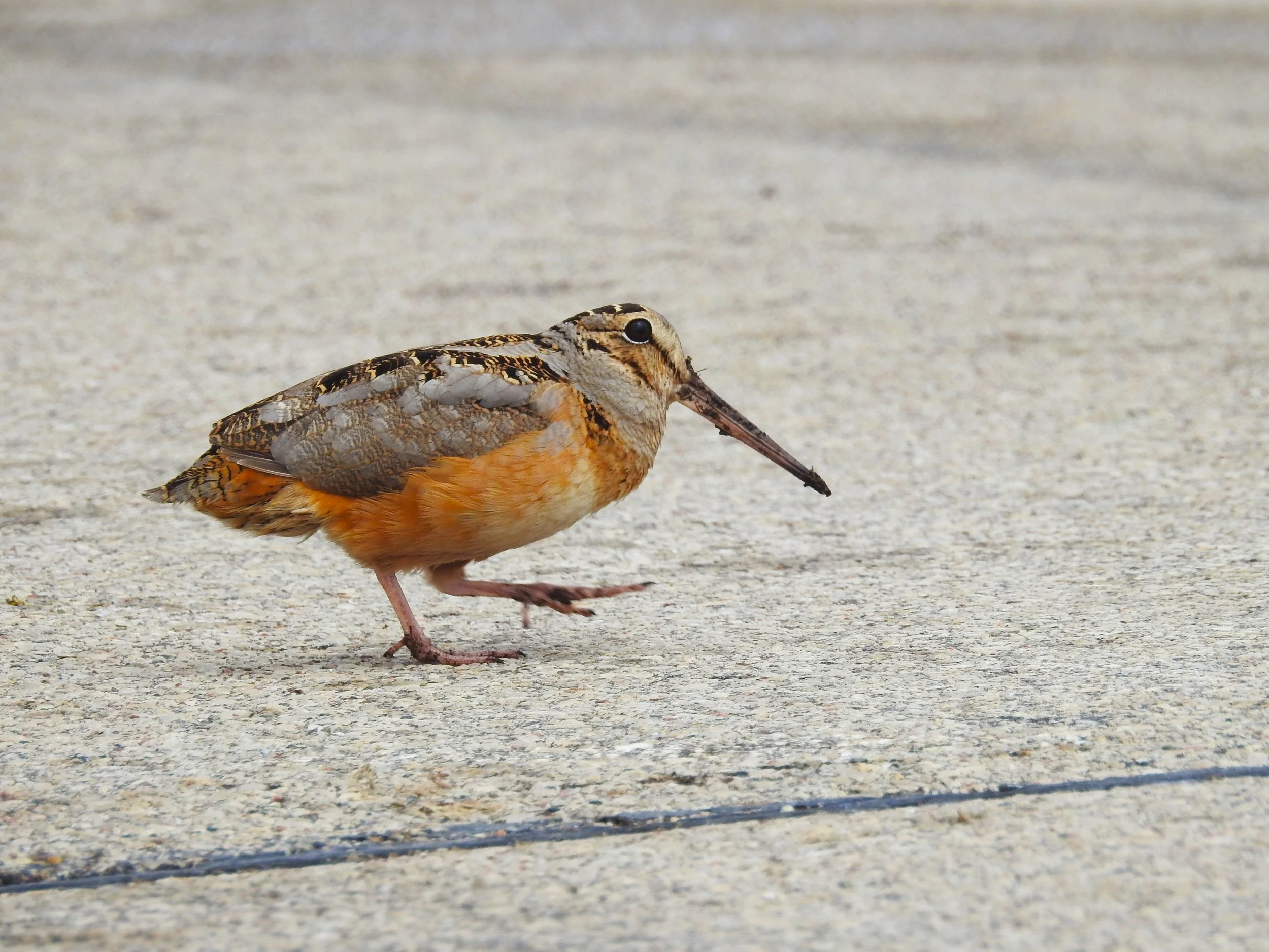Woodcock Sky Dance at Dam No. 4