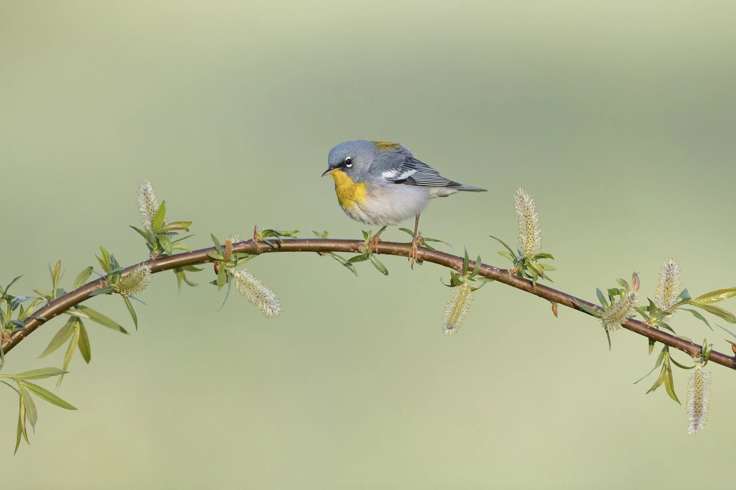 Migration Outing at North Park Village Nature Center