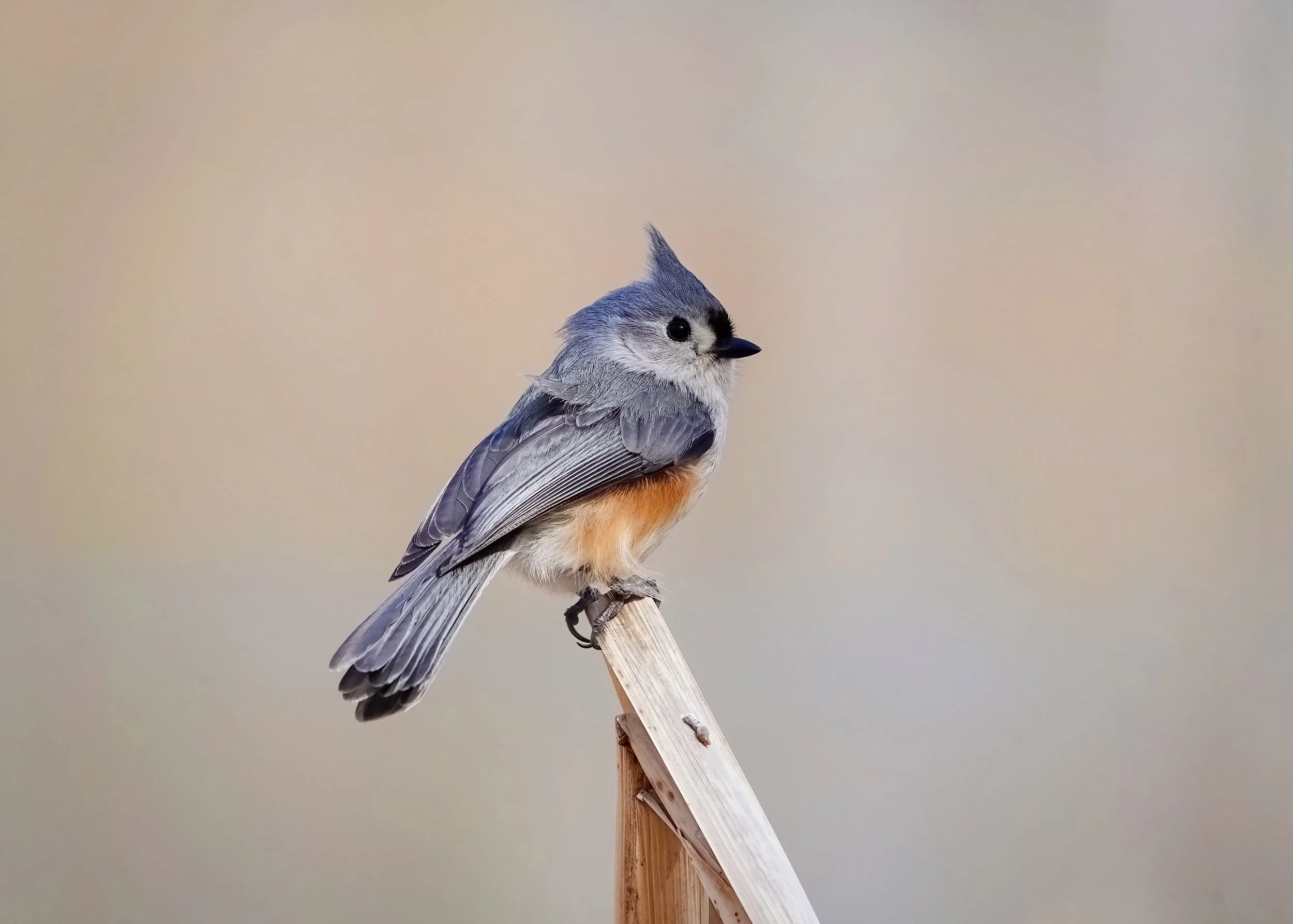 Migration Outing at North Park Village Nature Center