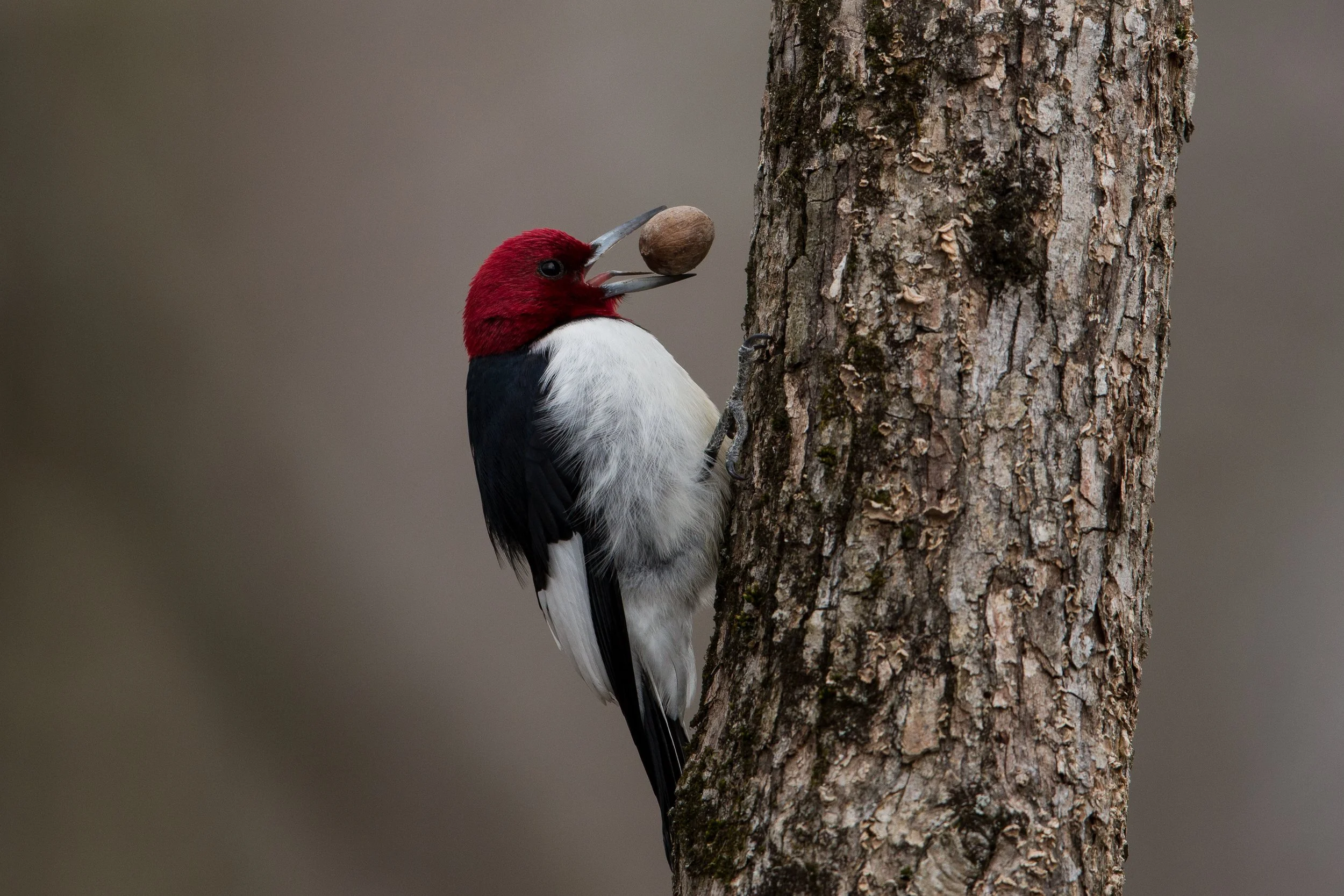 Bird Walk at LaBagh Woods