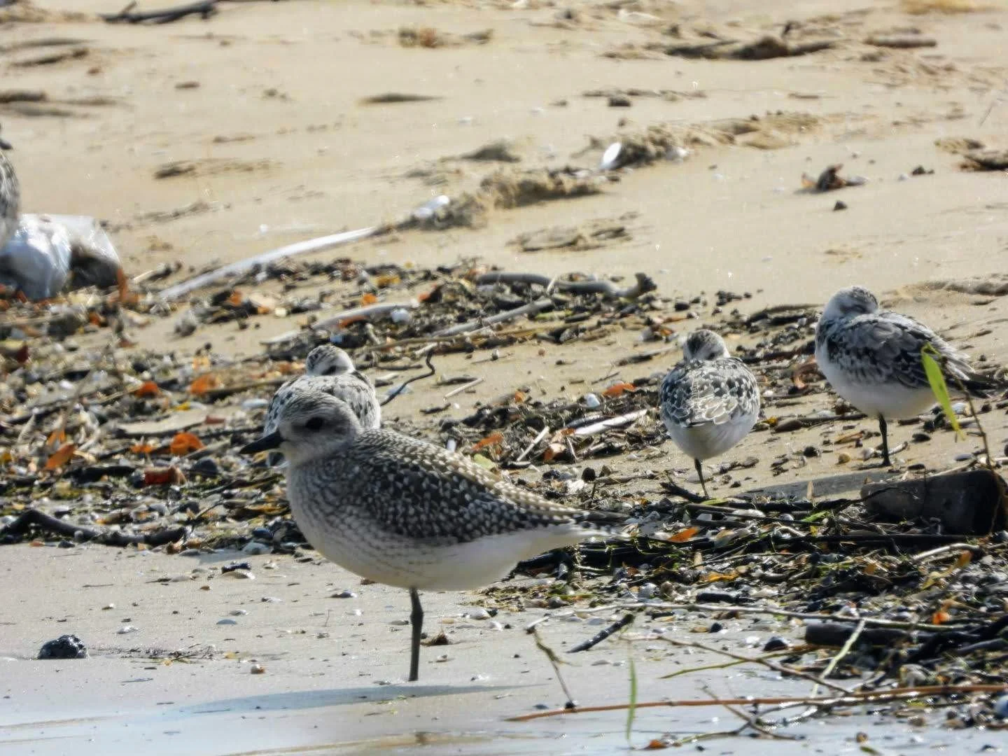 Montrose Dunes Stewardship Work Day