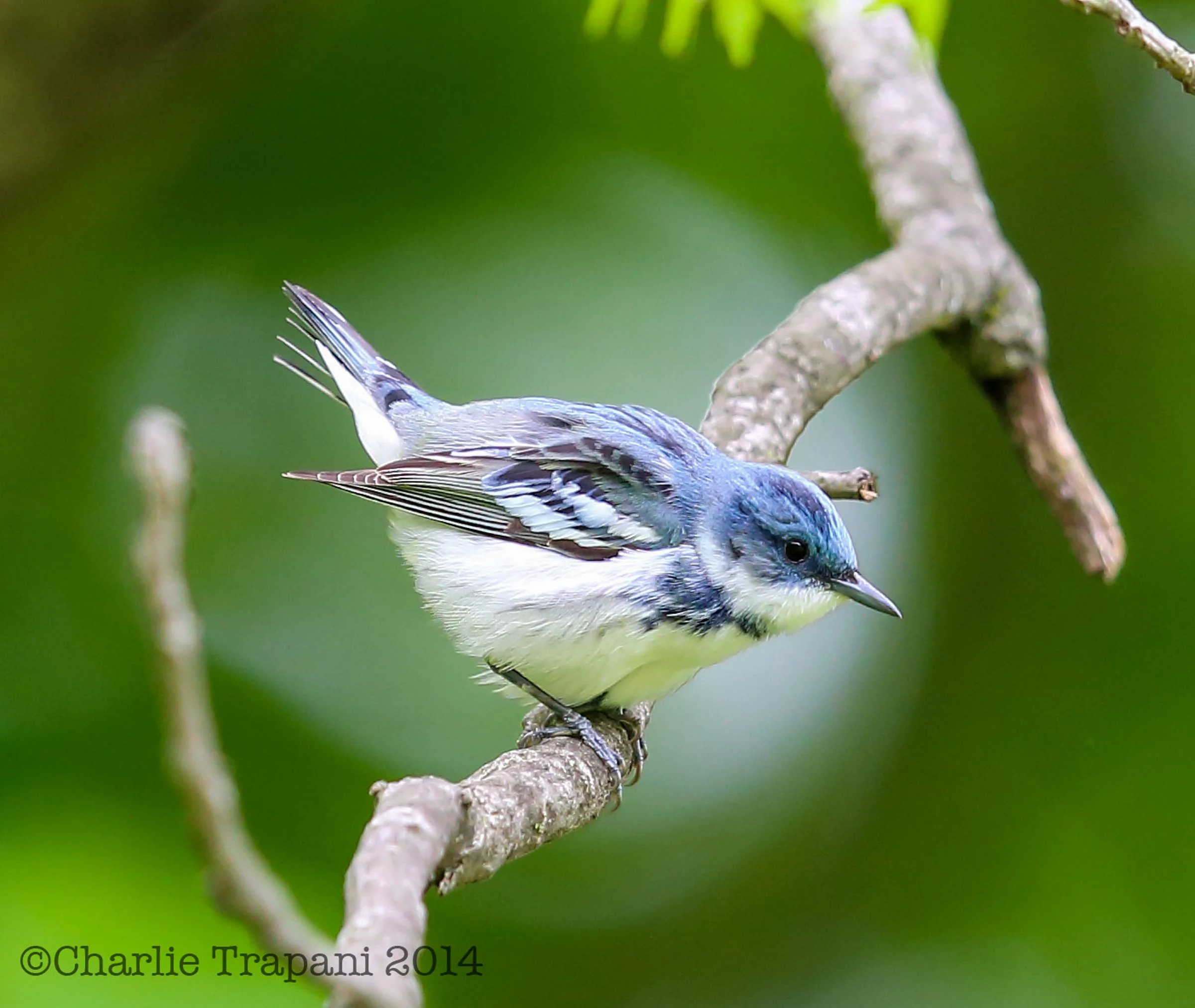 Bemis Woods Bird Outing