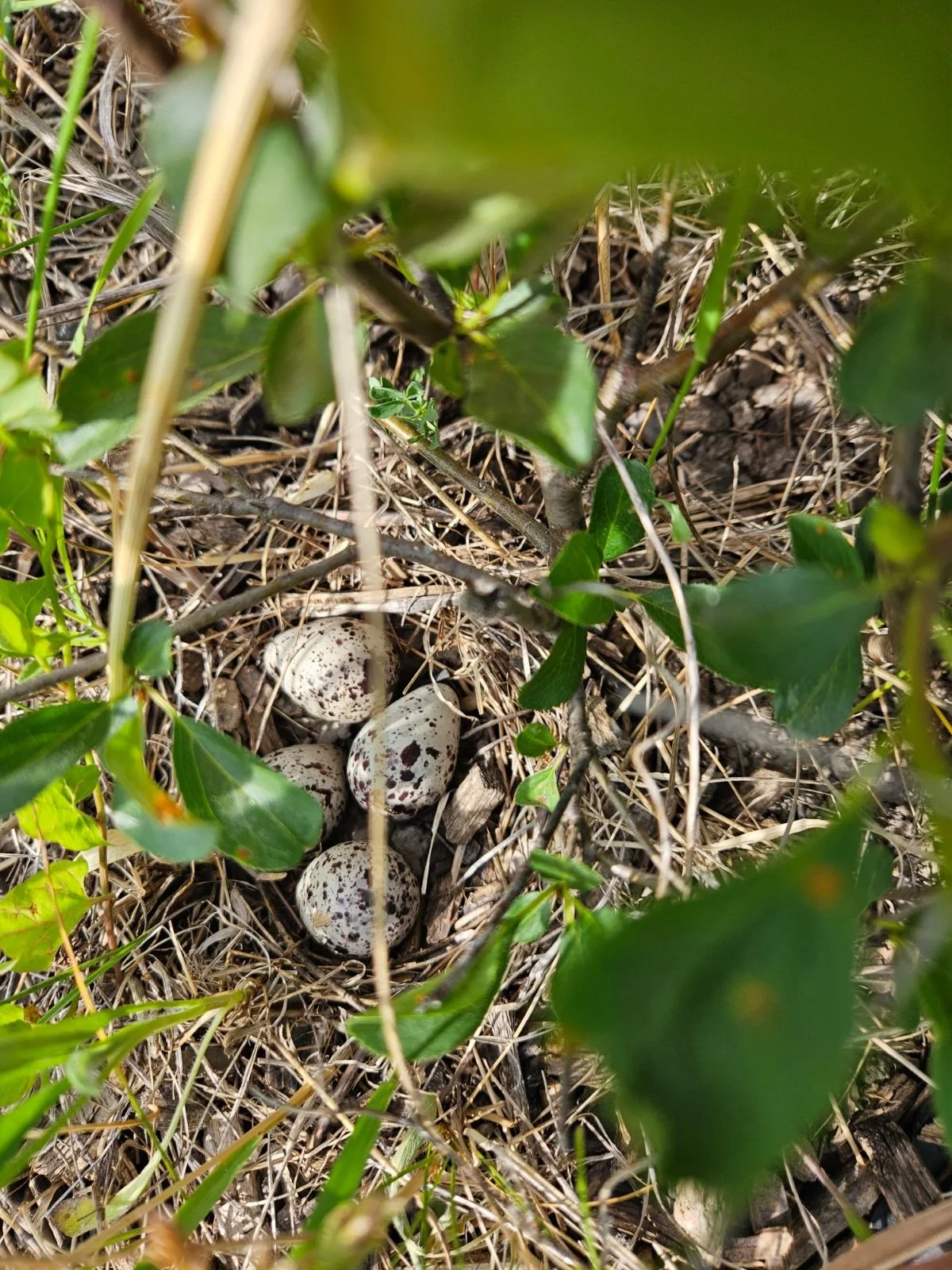 Techny Basin Bird Conservation Workday