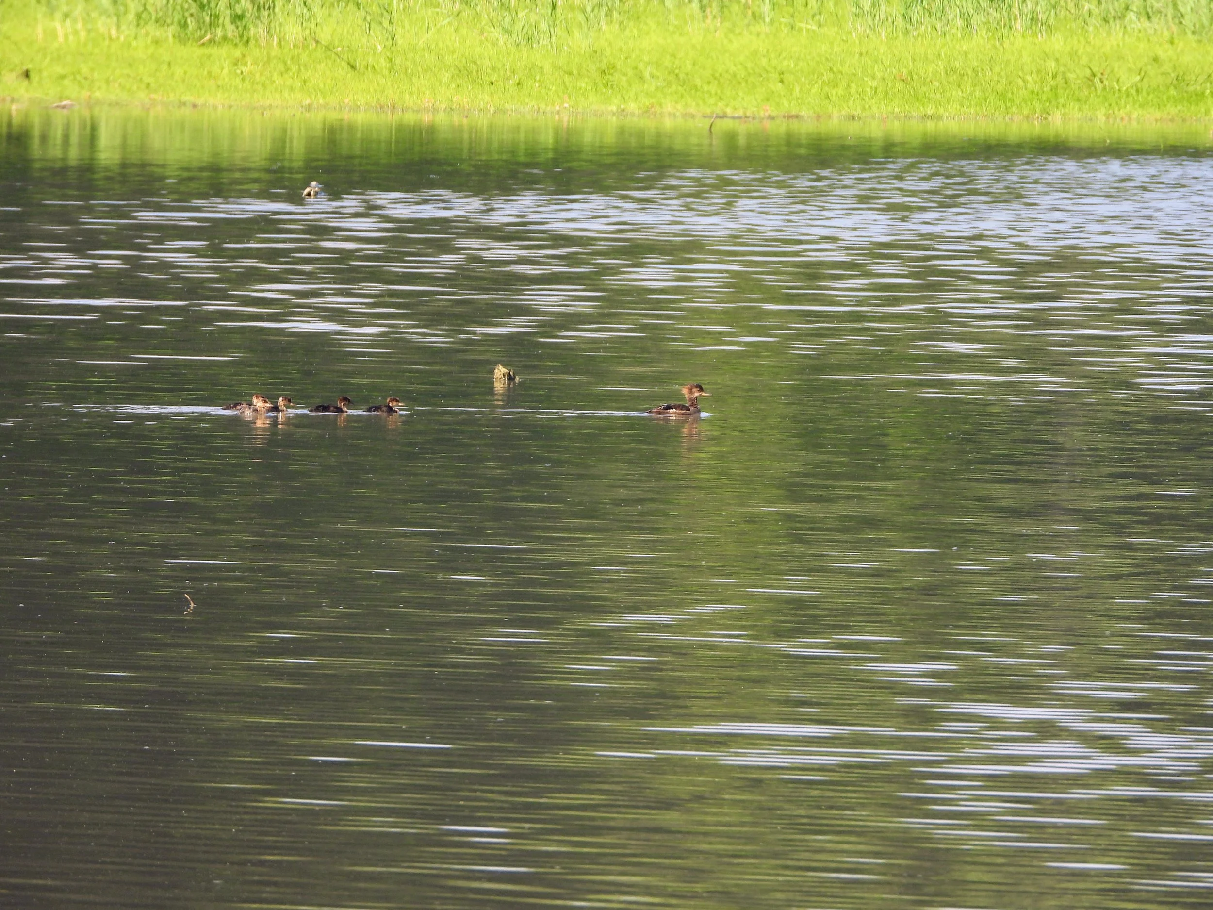 Exploring the Bird Life of a Woodland: The Sauk Trail Preserves Blitz