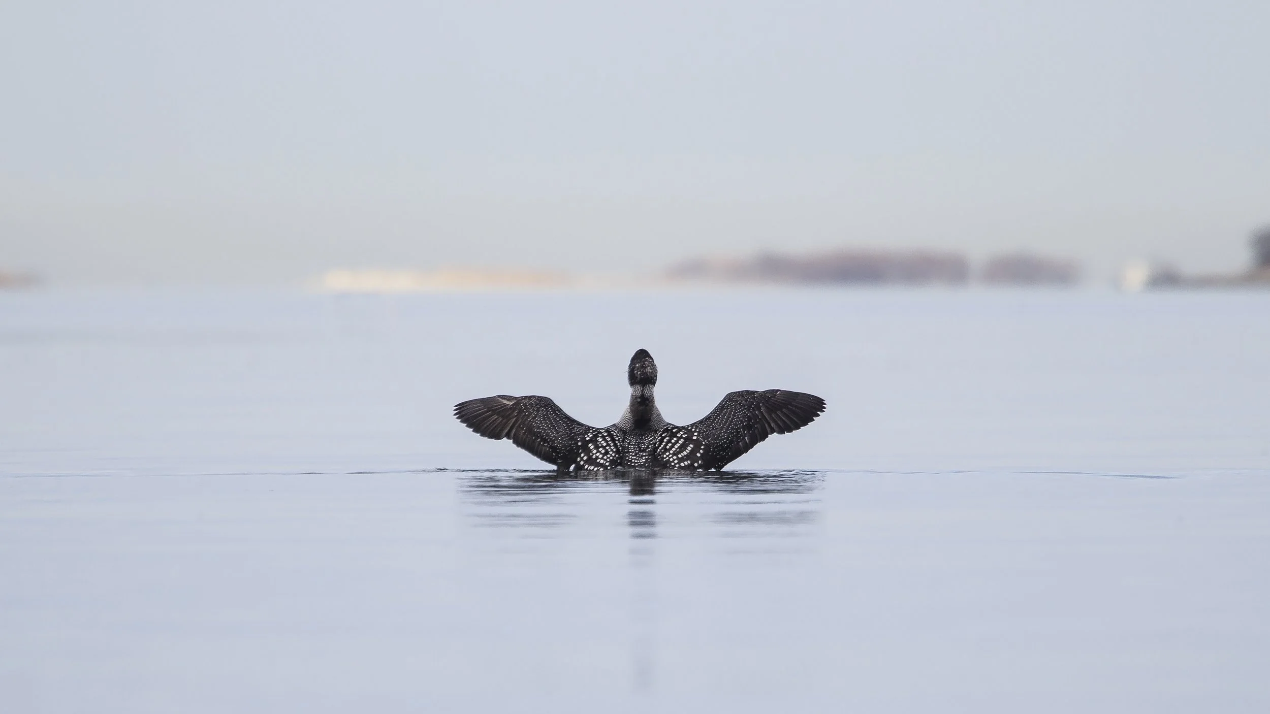 Wooded Island Bird Walk
