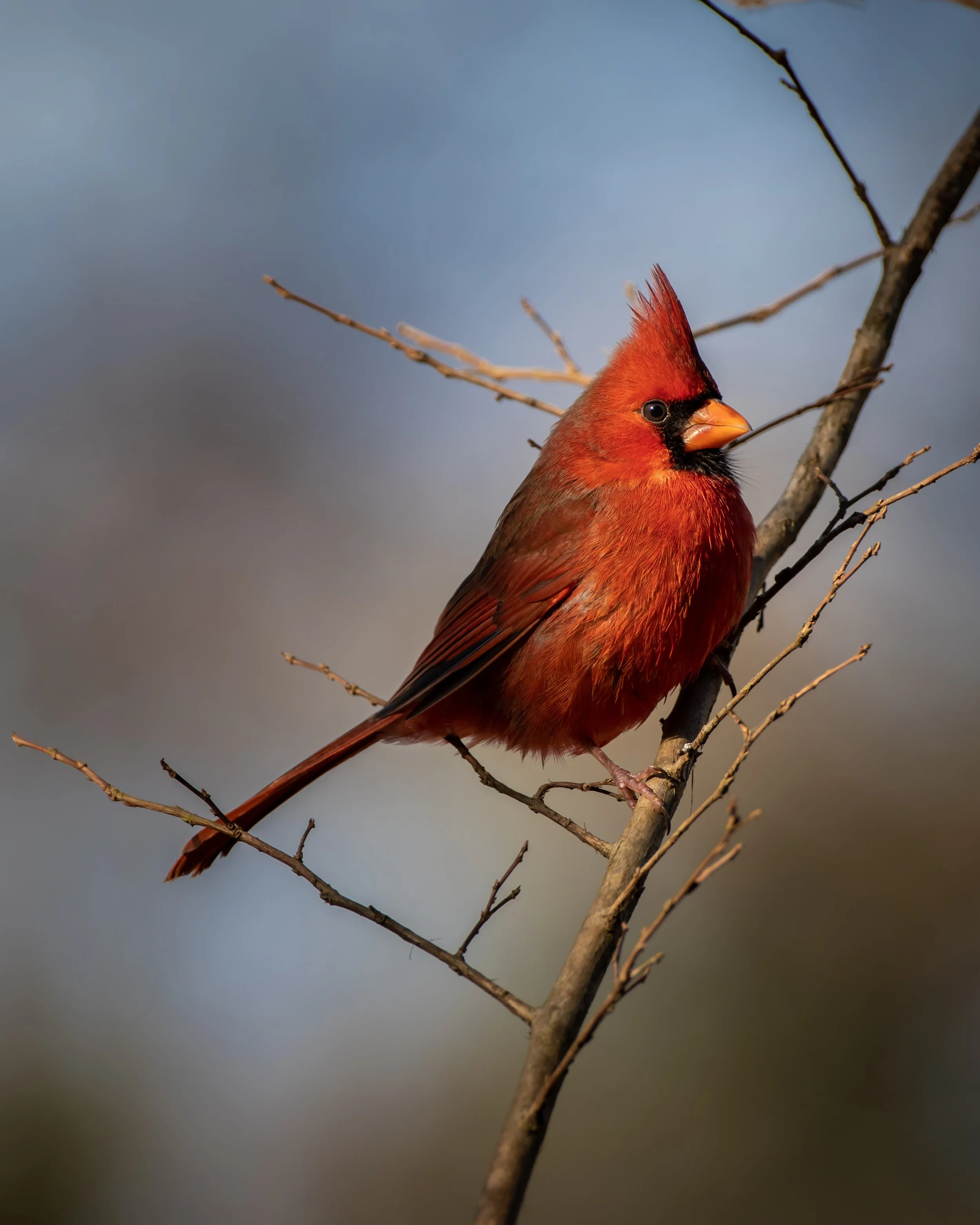 Wooded Island Bird Walk