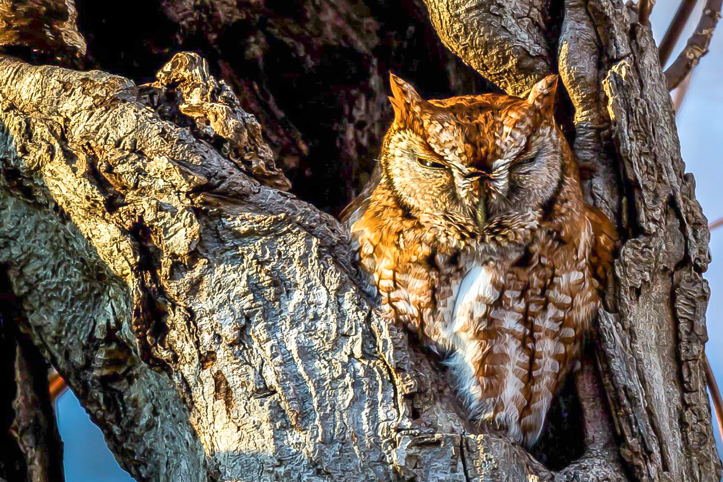Wooded Island Bird Walk
