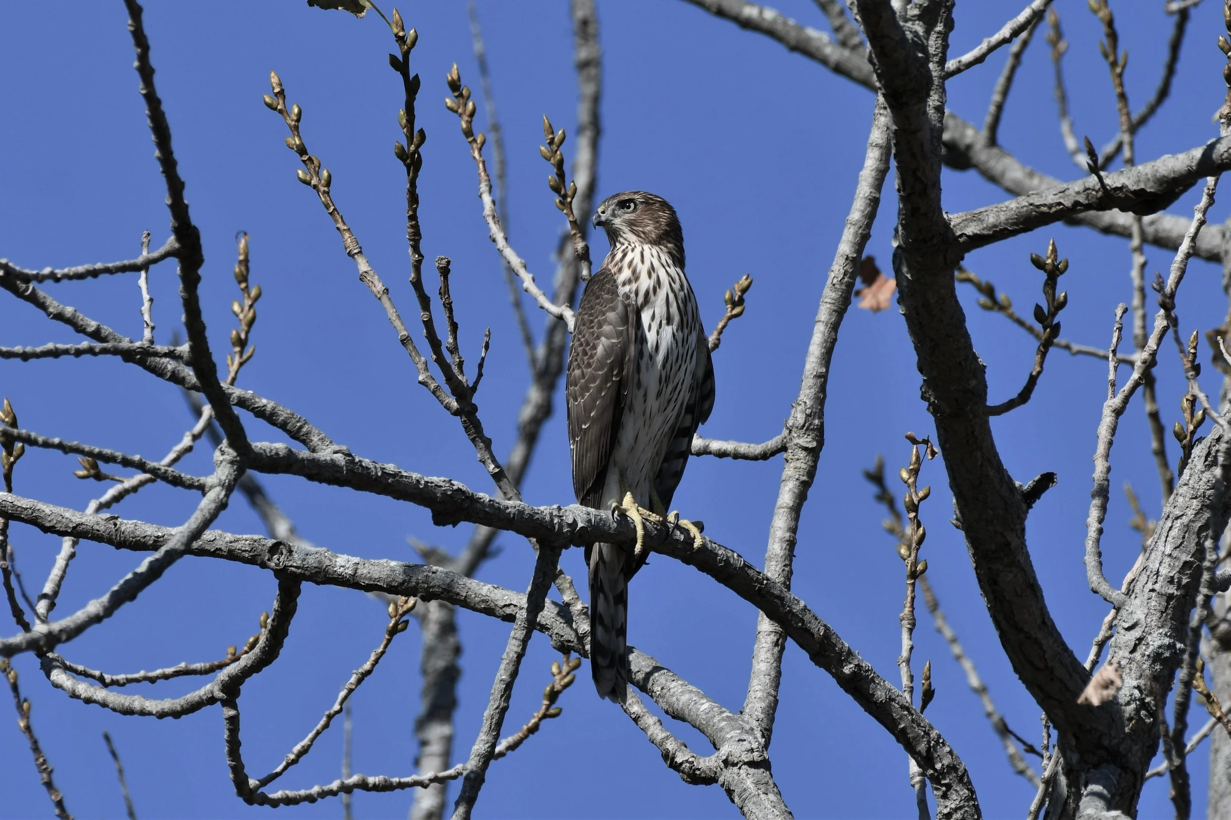 Wooded Island Bird Walk