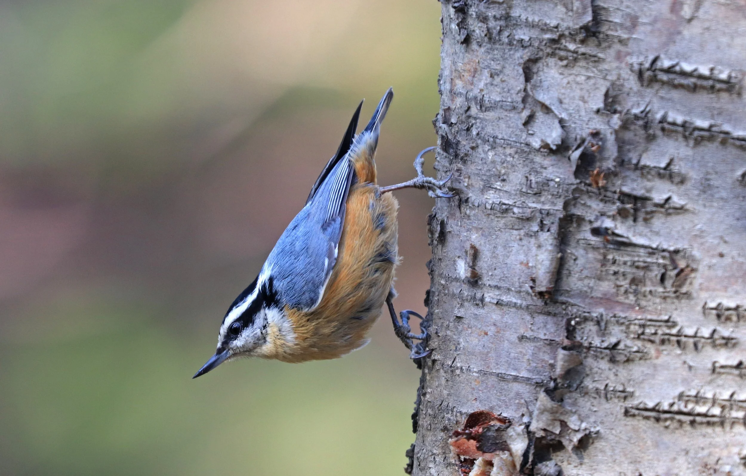 Wooded Island Bird Walk