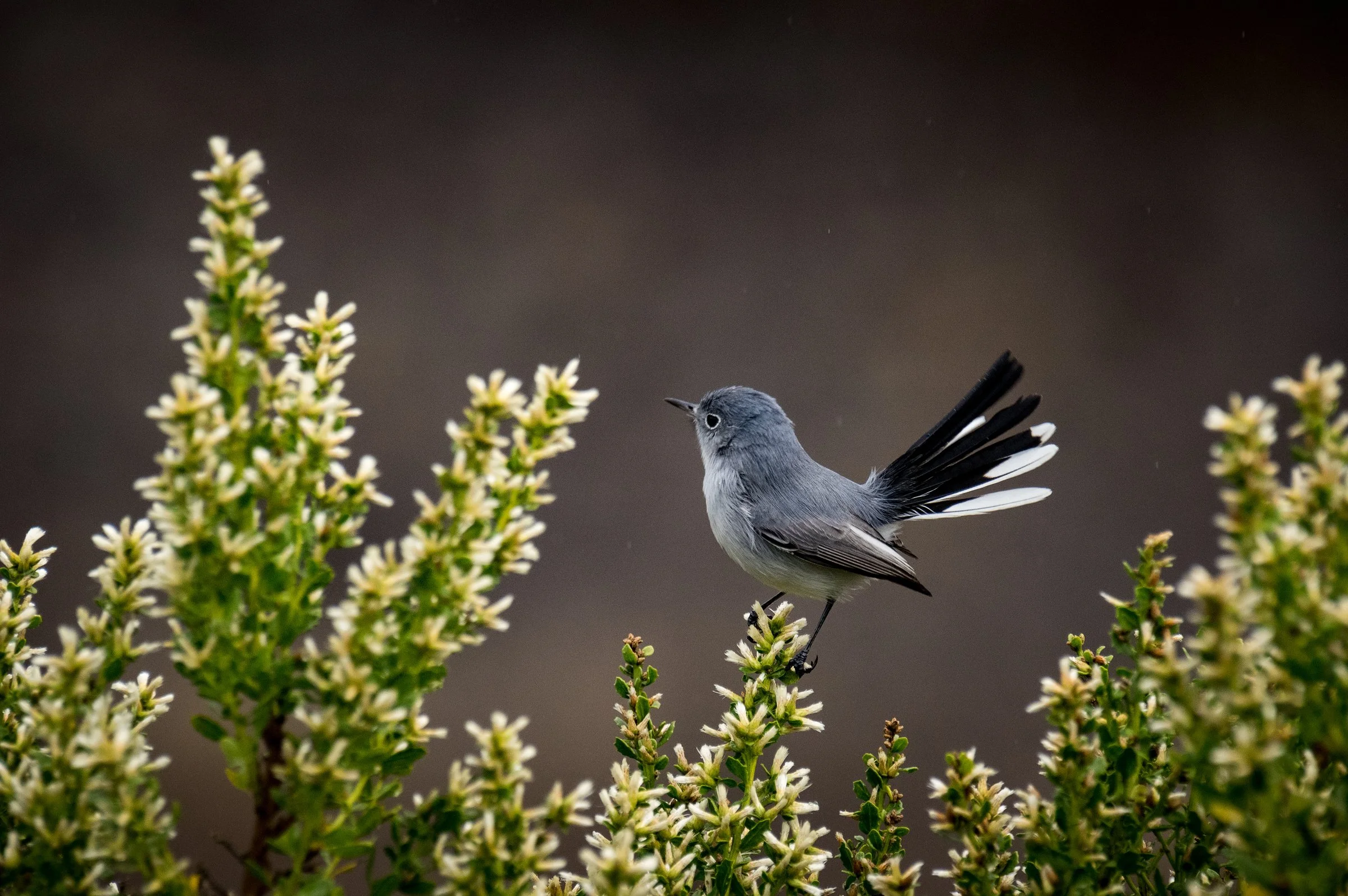 Caldwell Woods- Seasonal FPCC Bird Outing