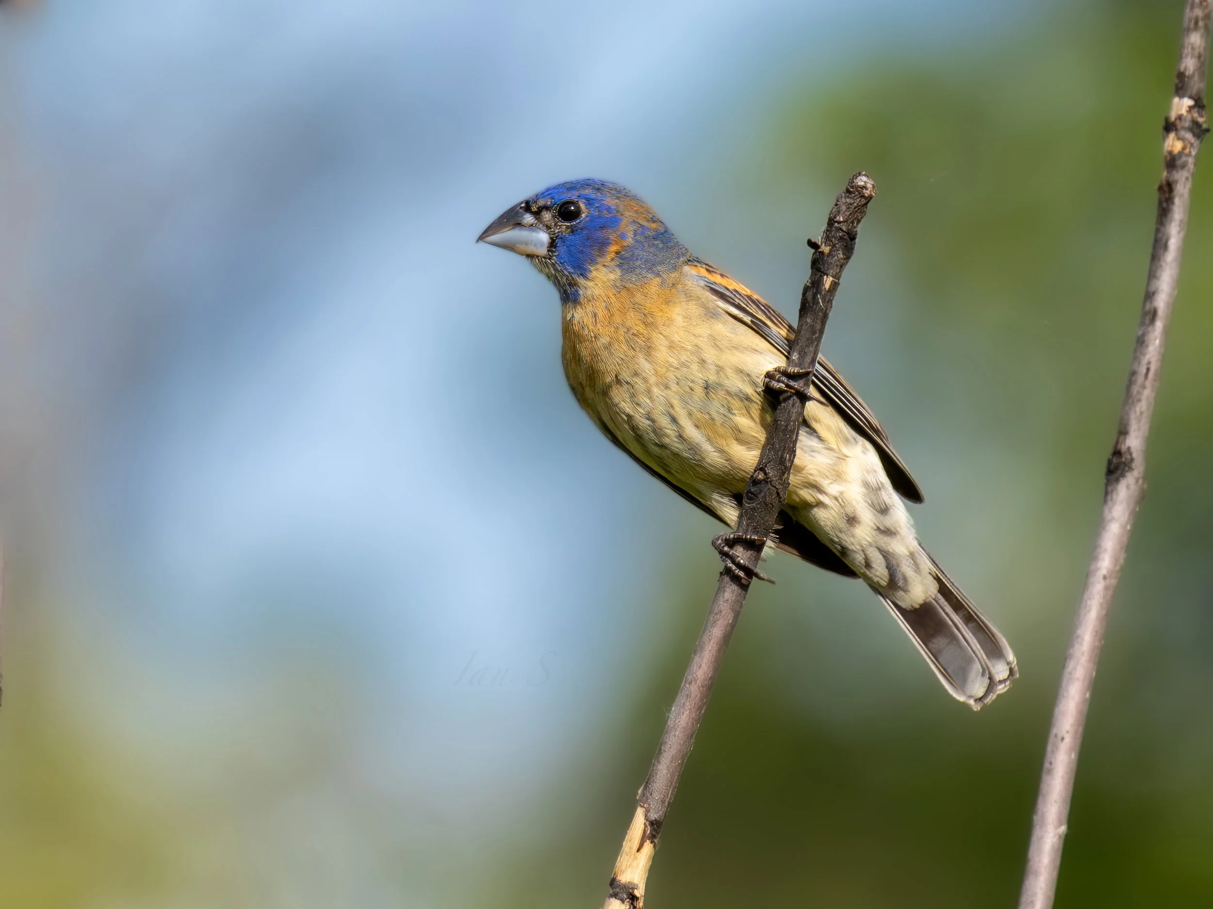 Birding Outing at Orland Grassland 