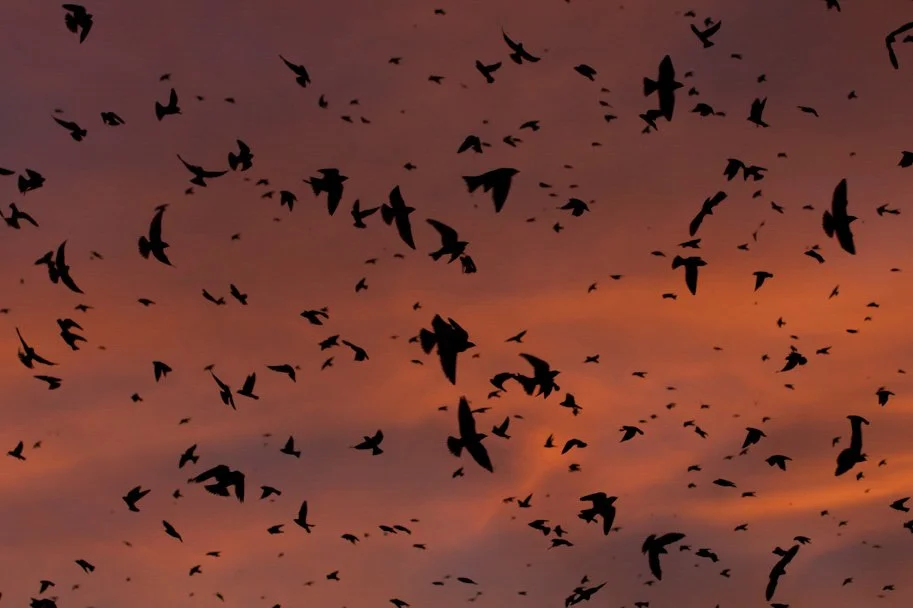Early Evening Swallow Outing at Montrose