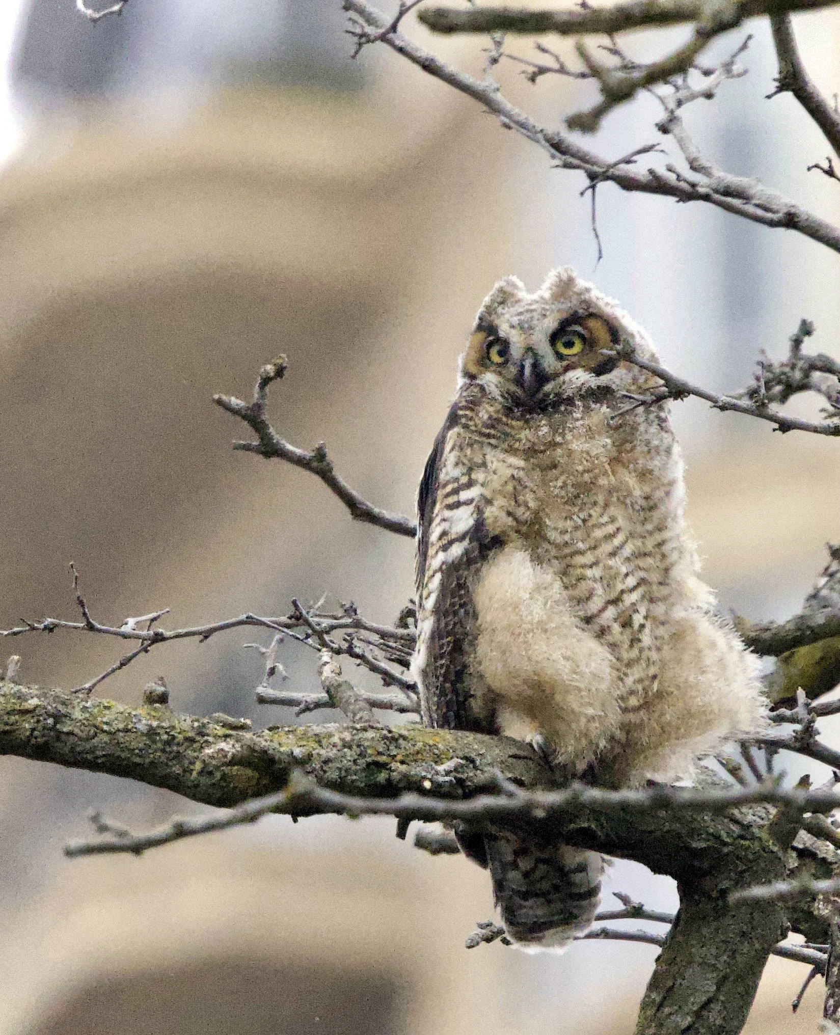 Rodenticides and Birds
