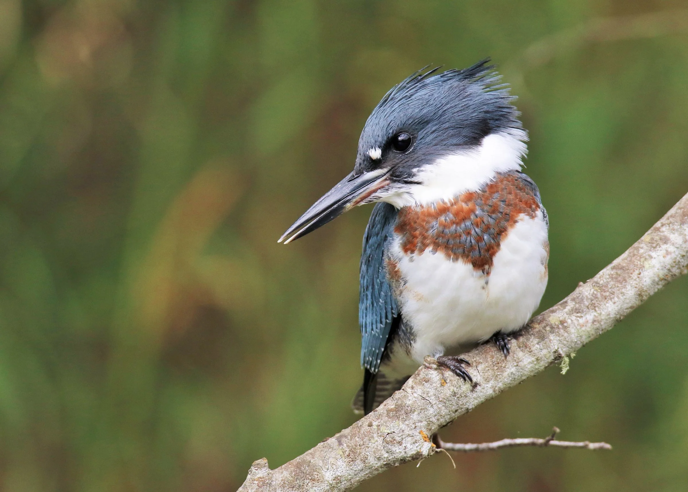 Busse Woods Fall Bird Walk