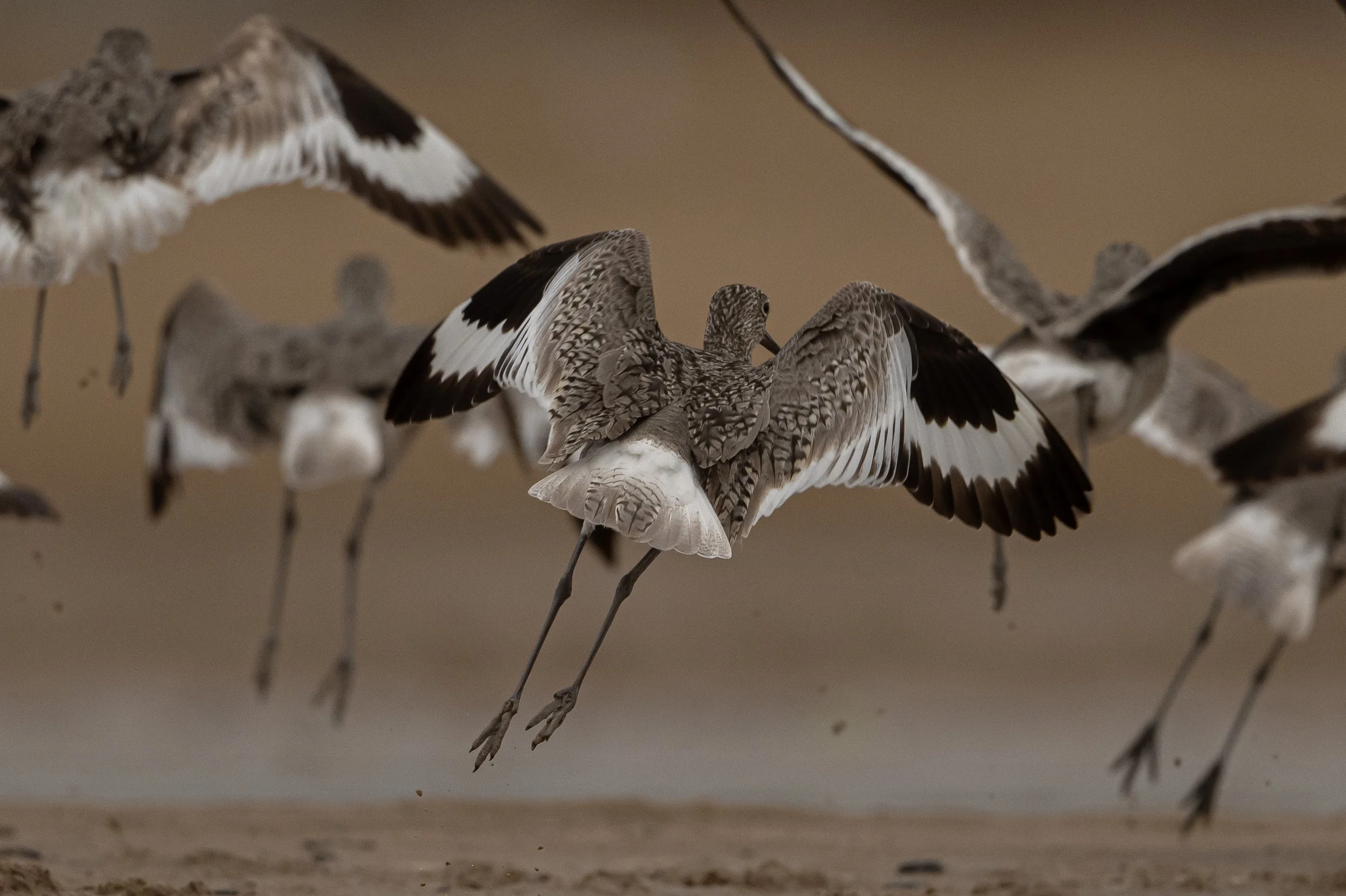 Chicago Bird Photography Contest Reception