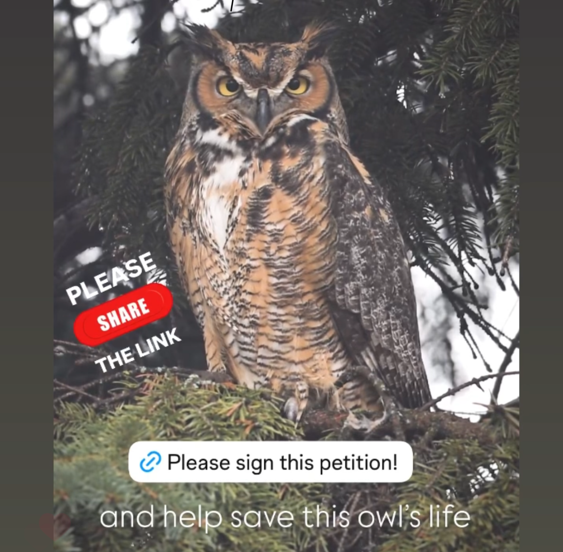 Reduce Funding for Rodenticide in '25 Chicago Budget