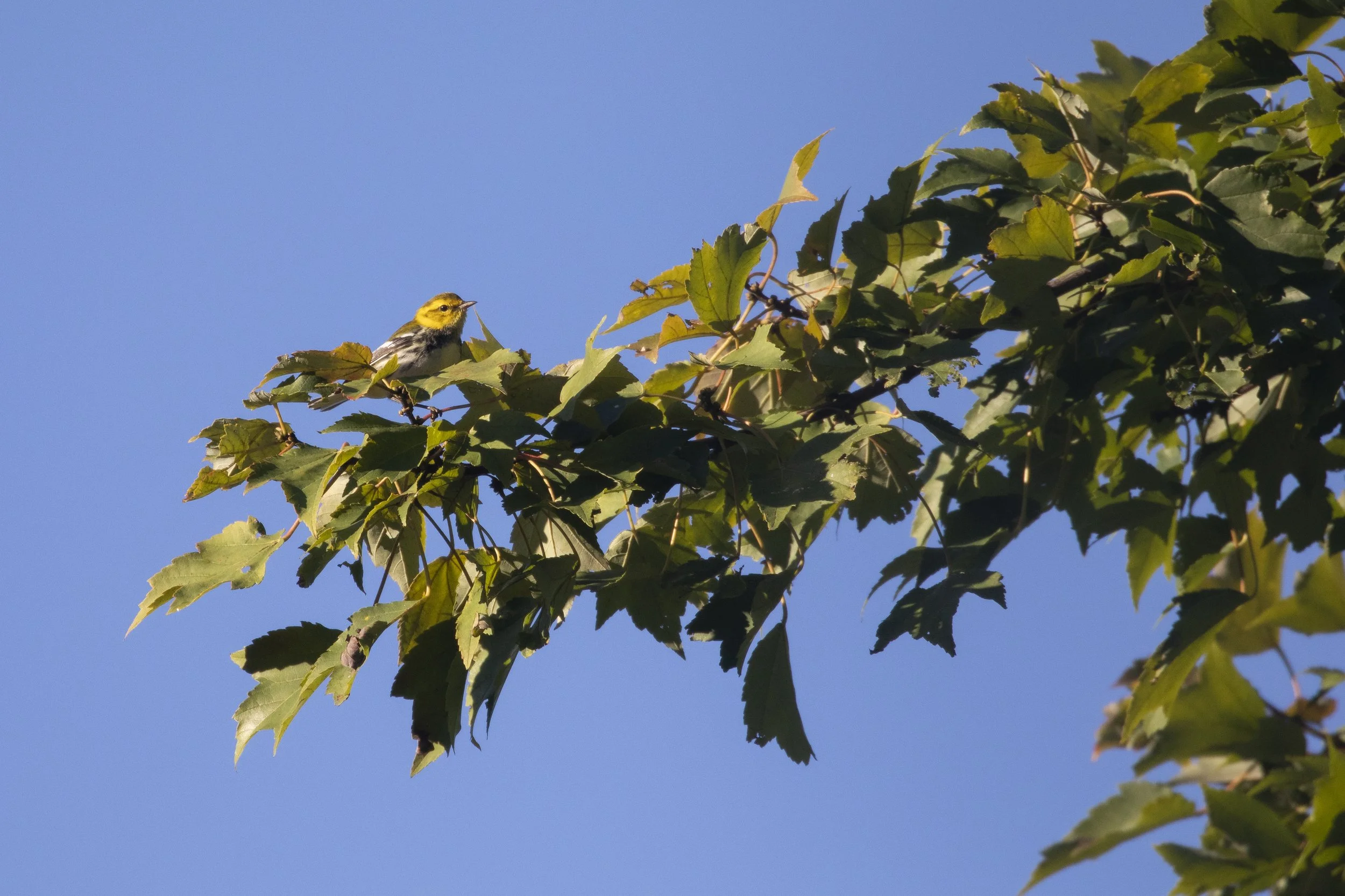 Wooded Island Birding Outing