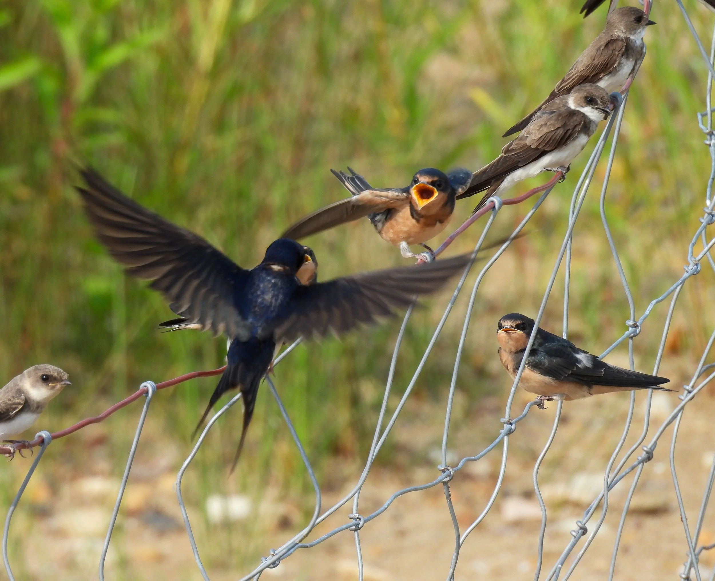 Barn Swallows & Bank Swallows