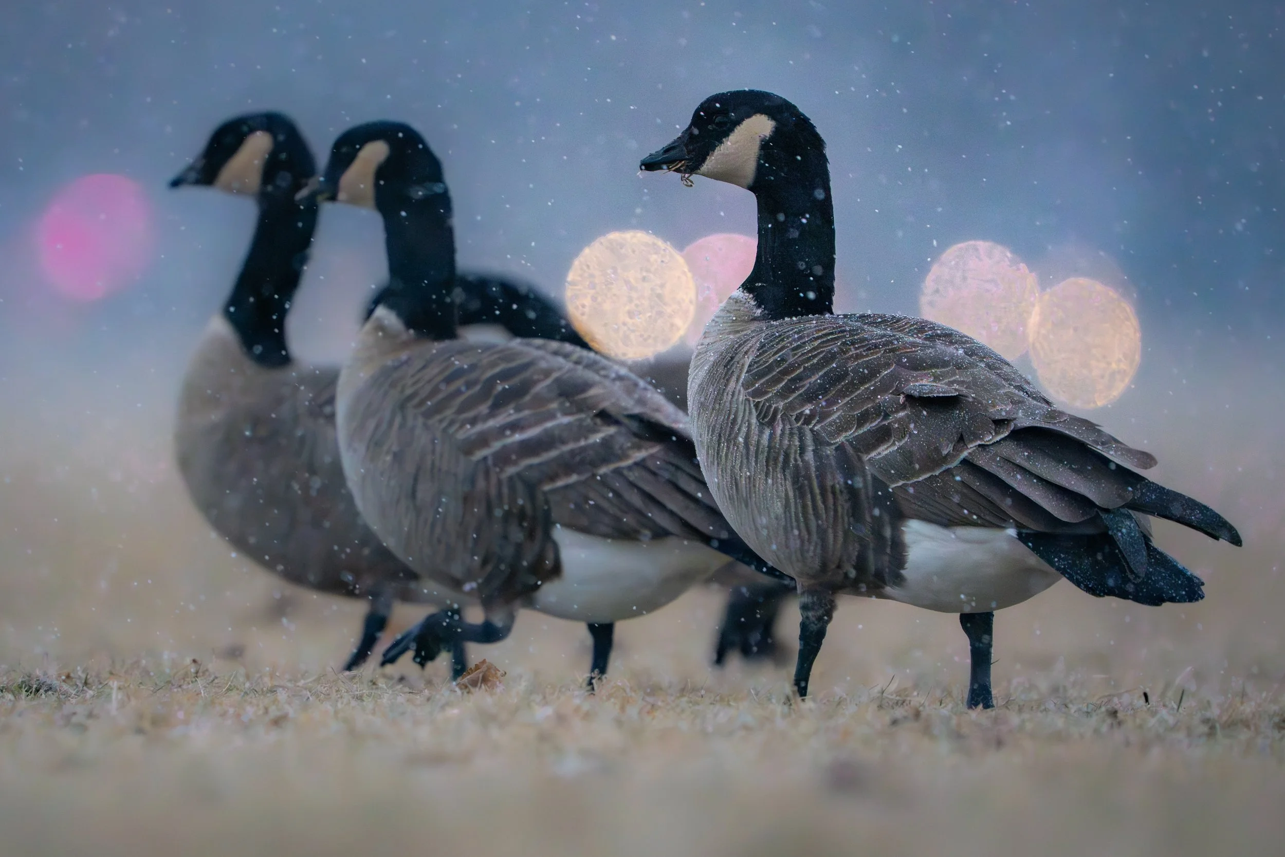 Cackling Geese