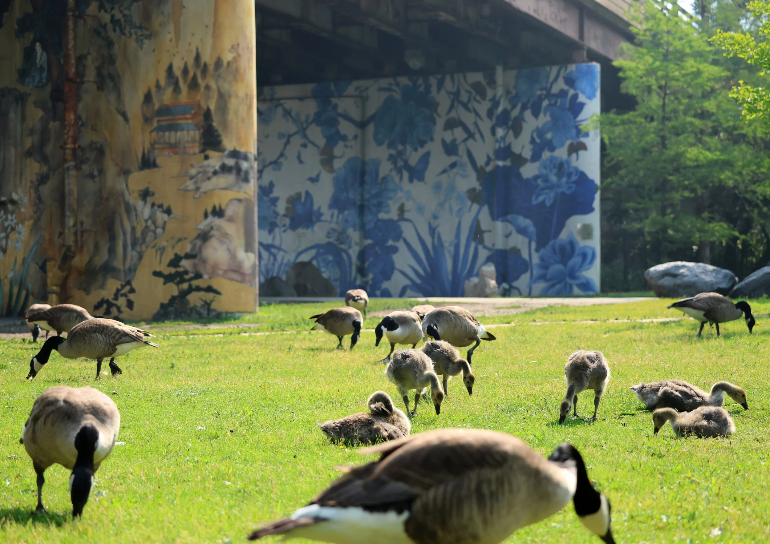 Canada Geese