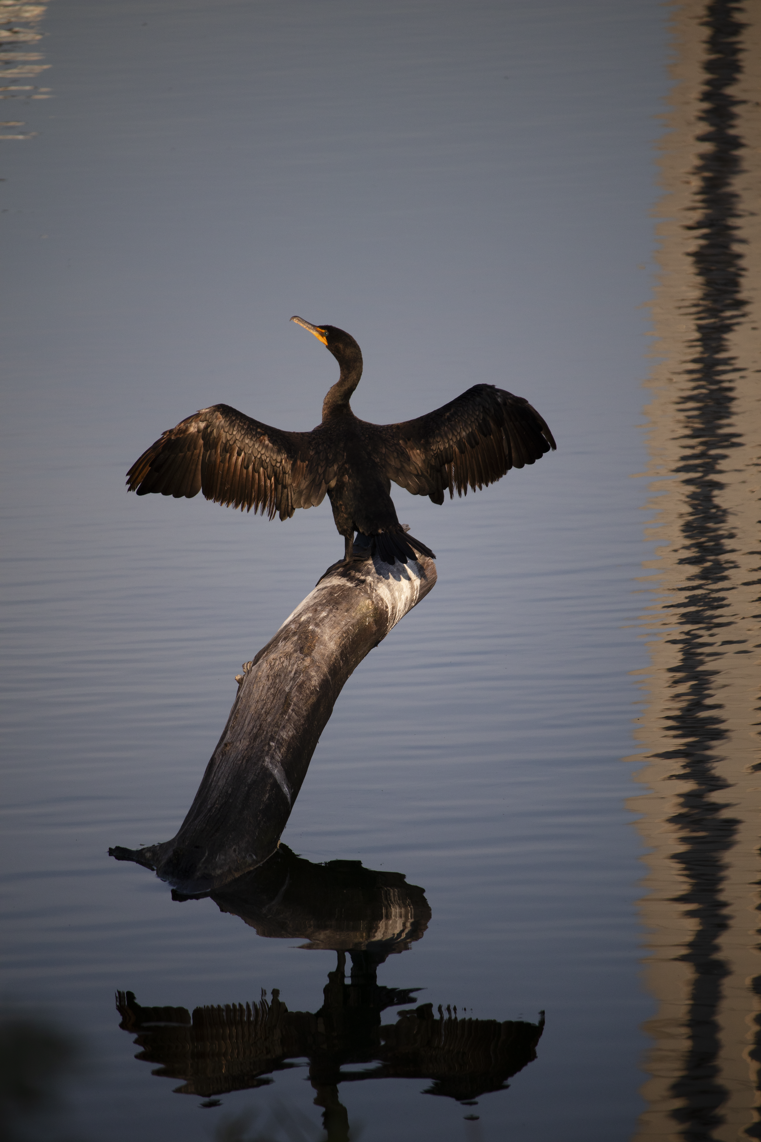 Double-crested Cormorant
