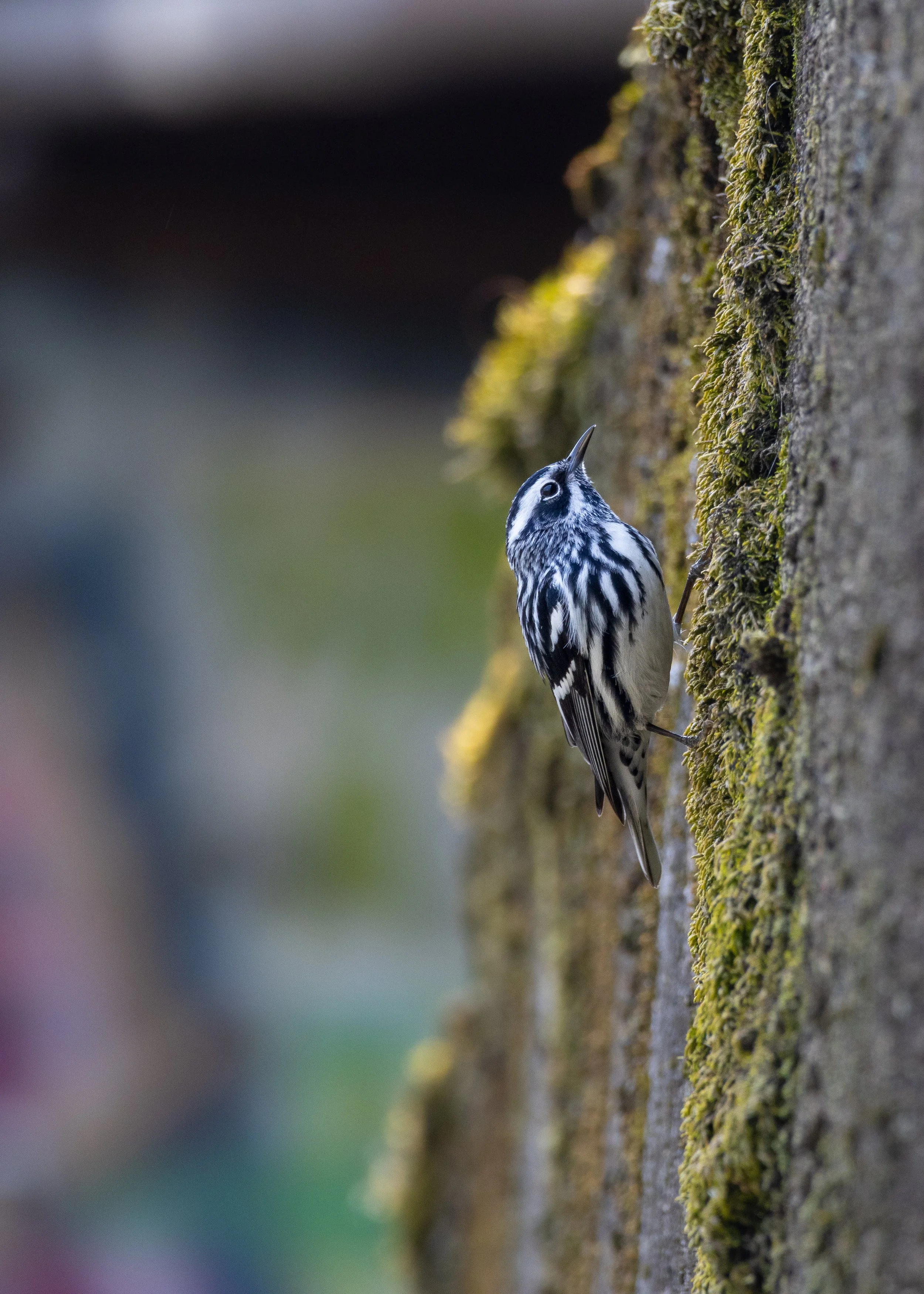 Black-and-white Warbler