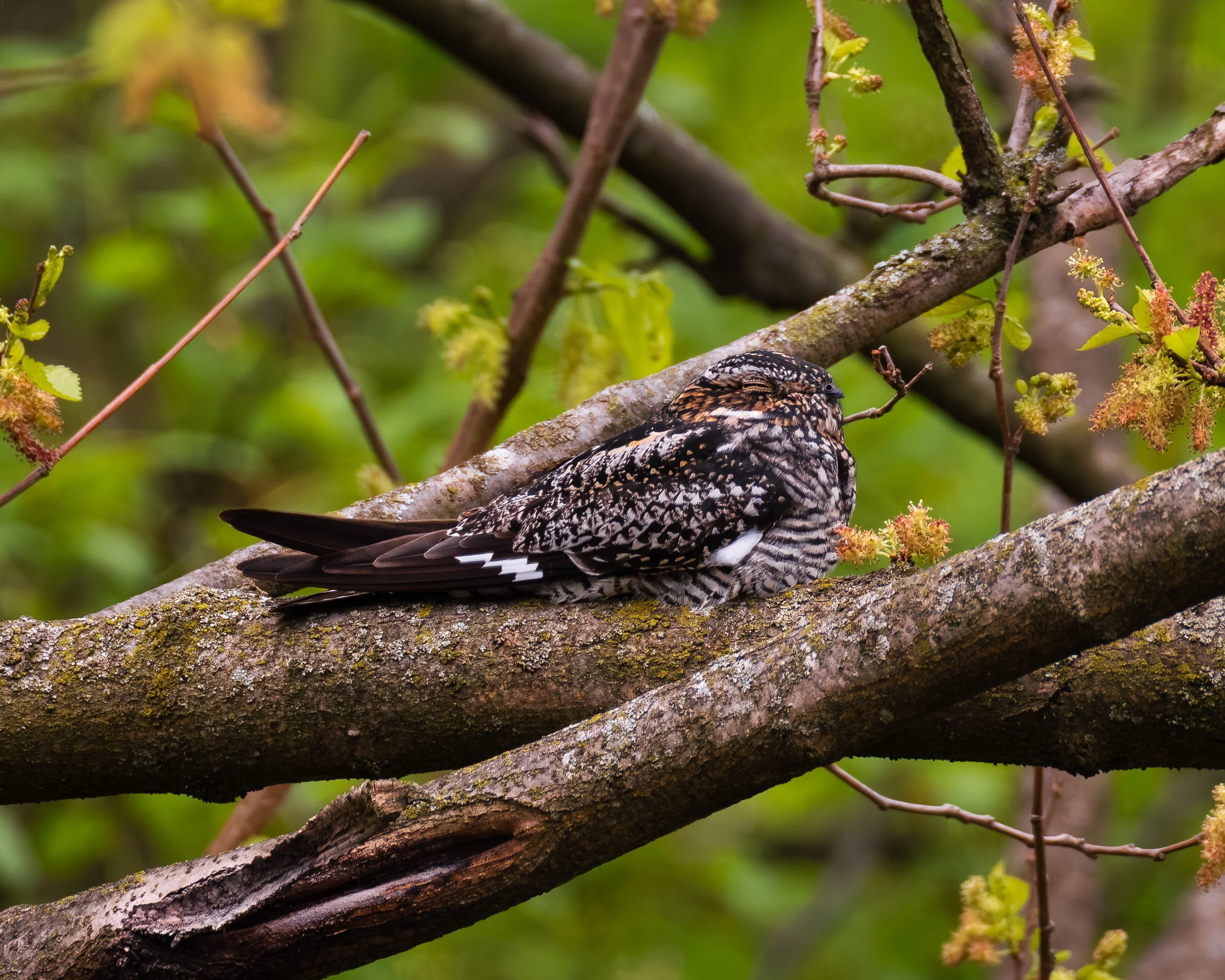 Common Nighthawk