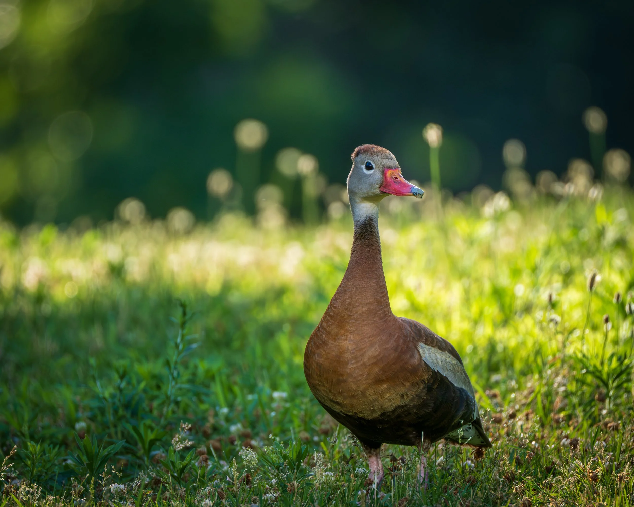 Black-bellied Whistling-Duck