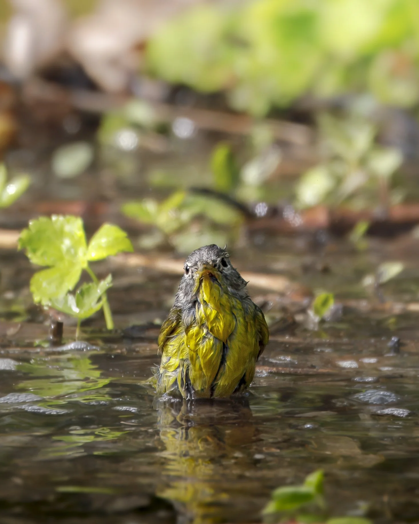 Nashville Warbler