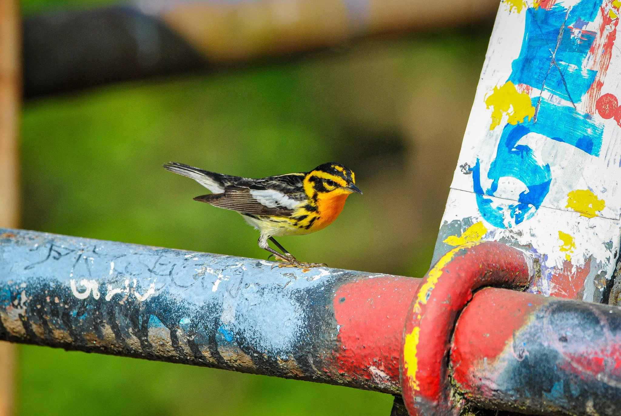 Blackburnian Warbler