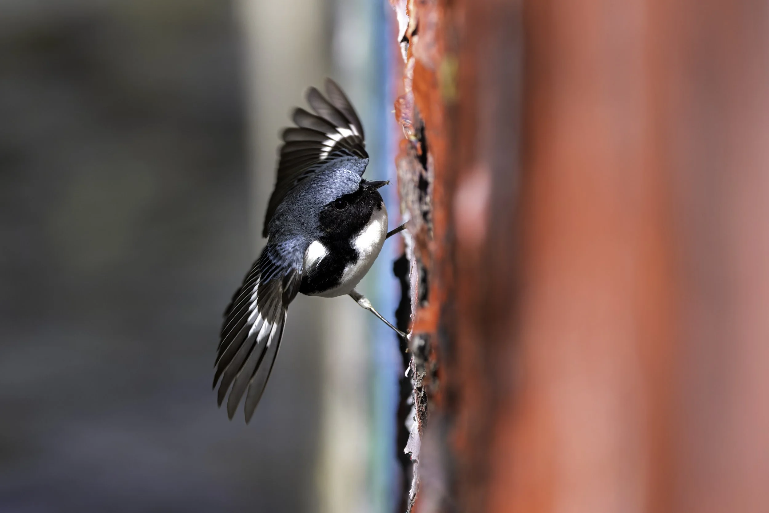 Black-throated Blue Warbler
