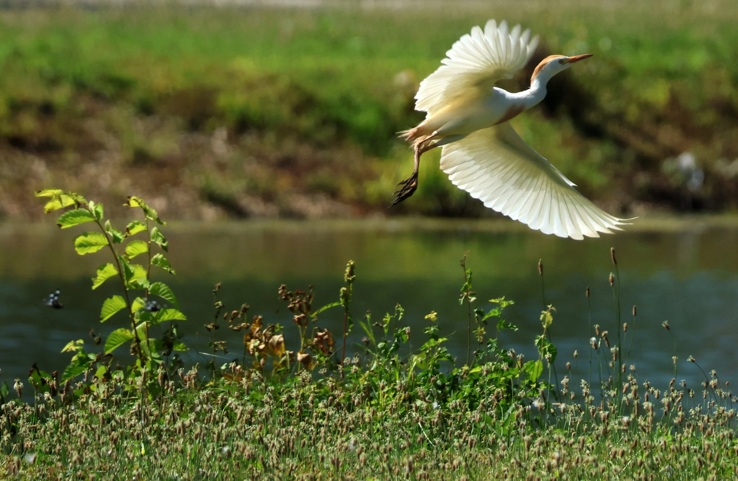 Western Cattle-Egret