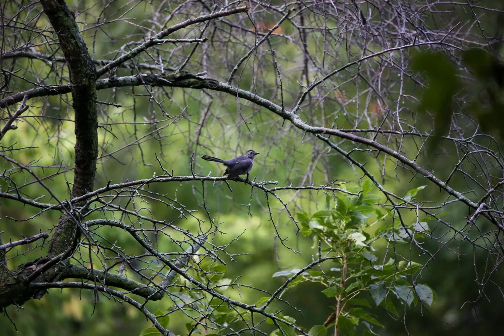 Photo by Olivia Cerrak