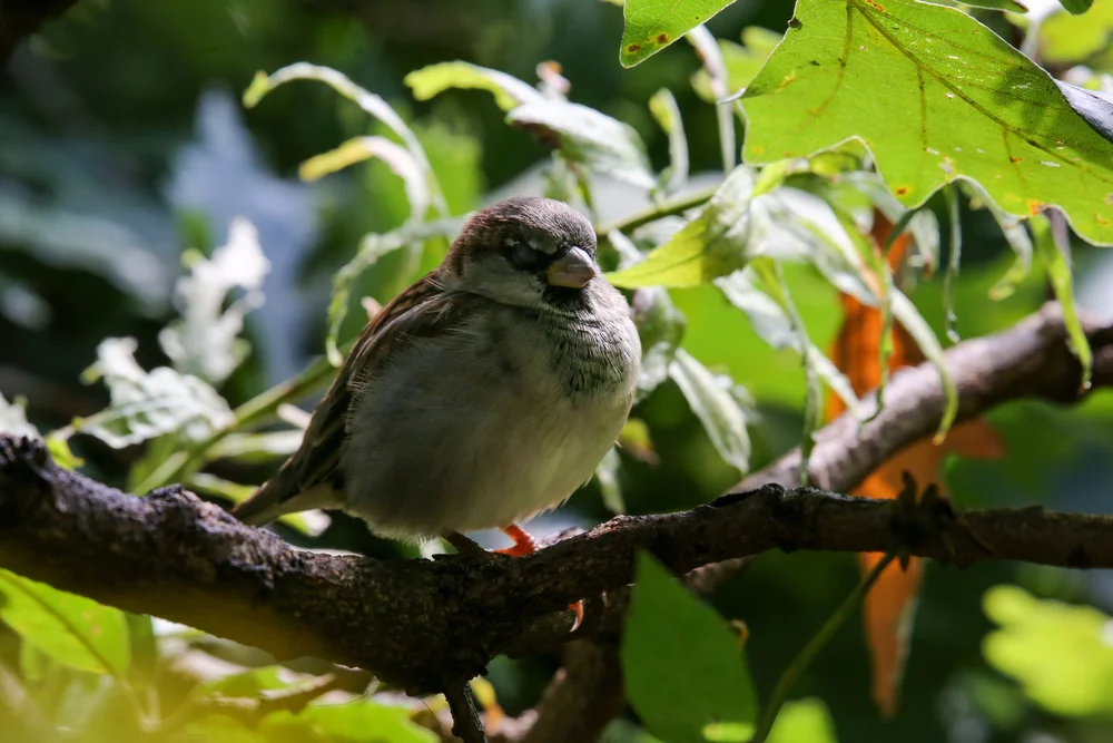 Photo by Olivia Cerrak