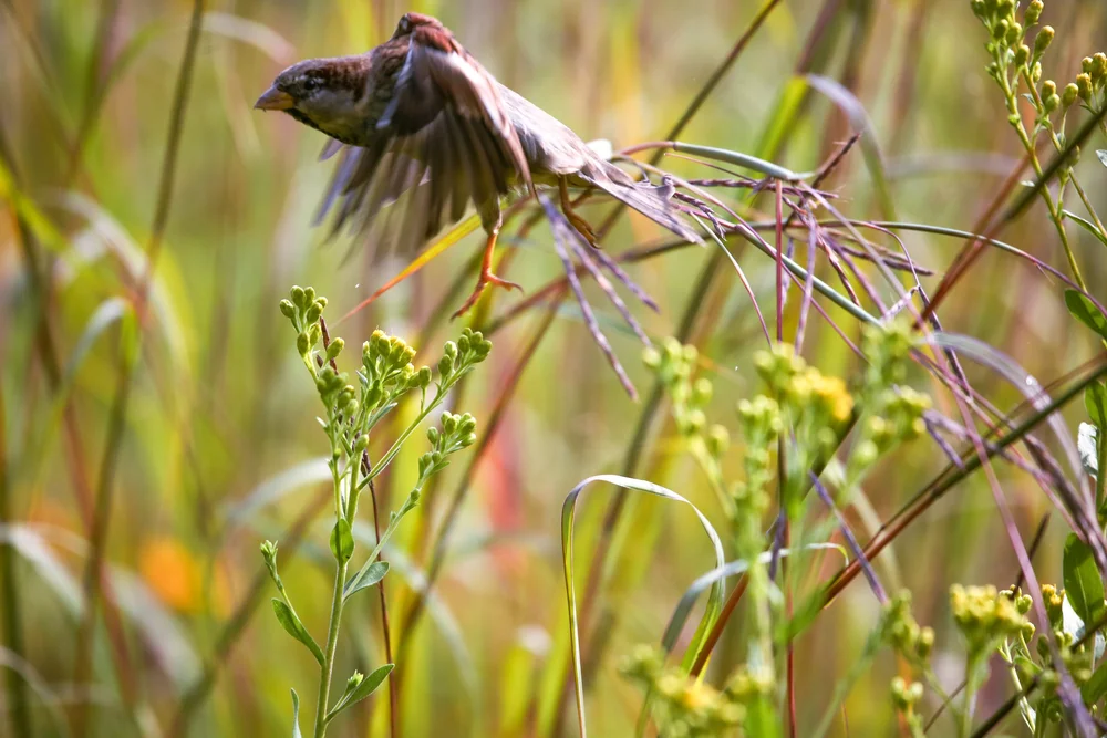 Photo by Olivia Cerrak