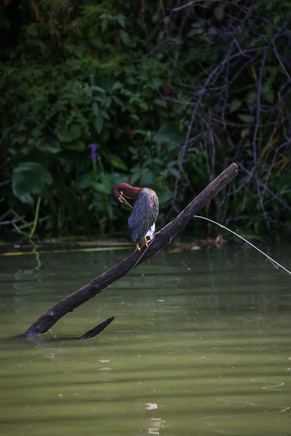 Photo by Olivia Cerrak