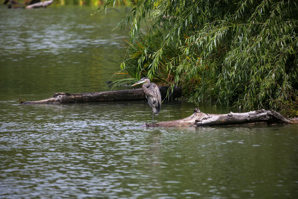 Photo by Olivia Cerrak