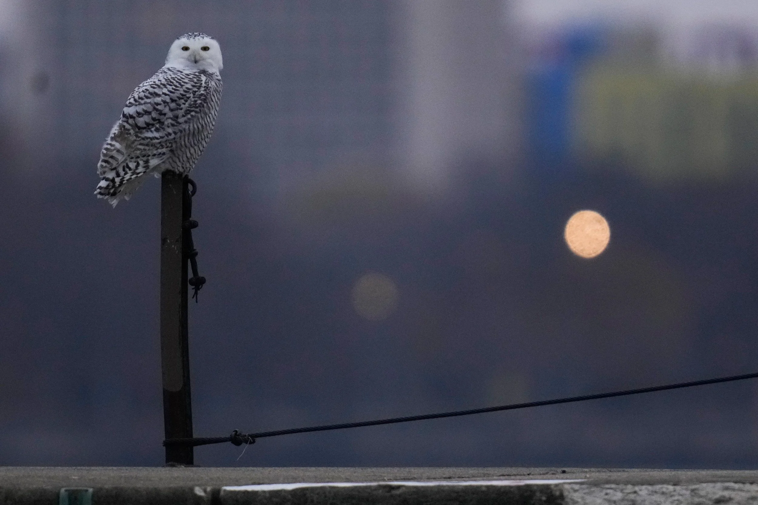 Spot the Owl, Respect the Owl: Tips to responsibly observing visiting Snowy Owls