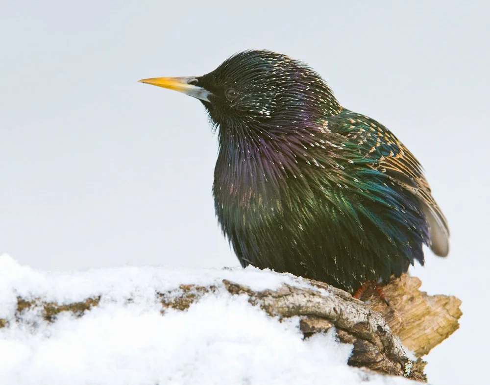 Cancelled: Wooded Island Birding Outing