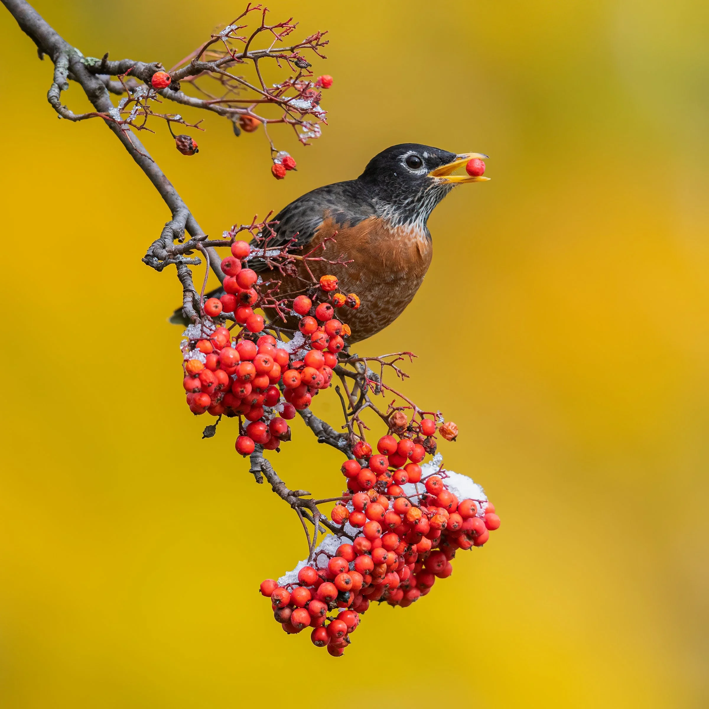 Wooded Island Birding Outing