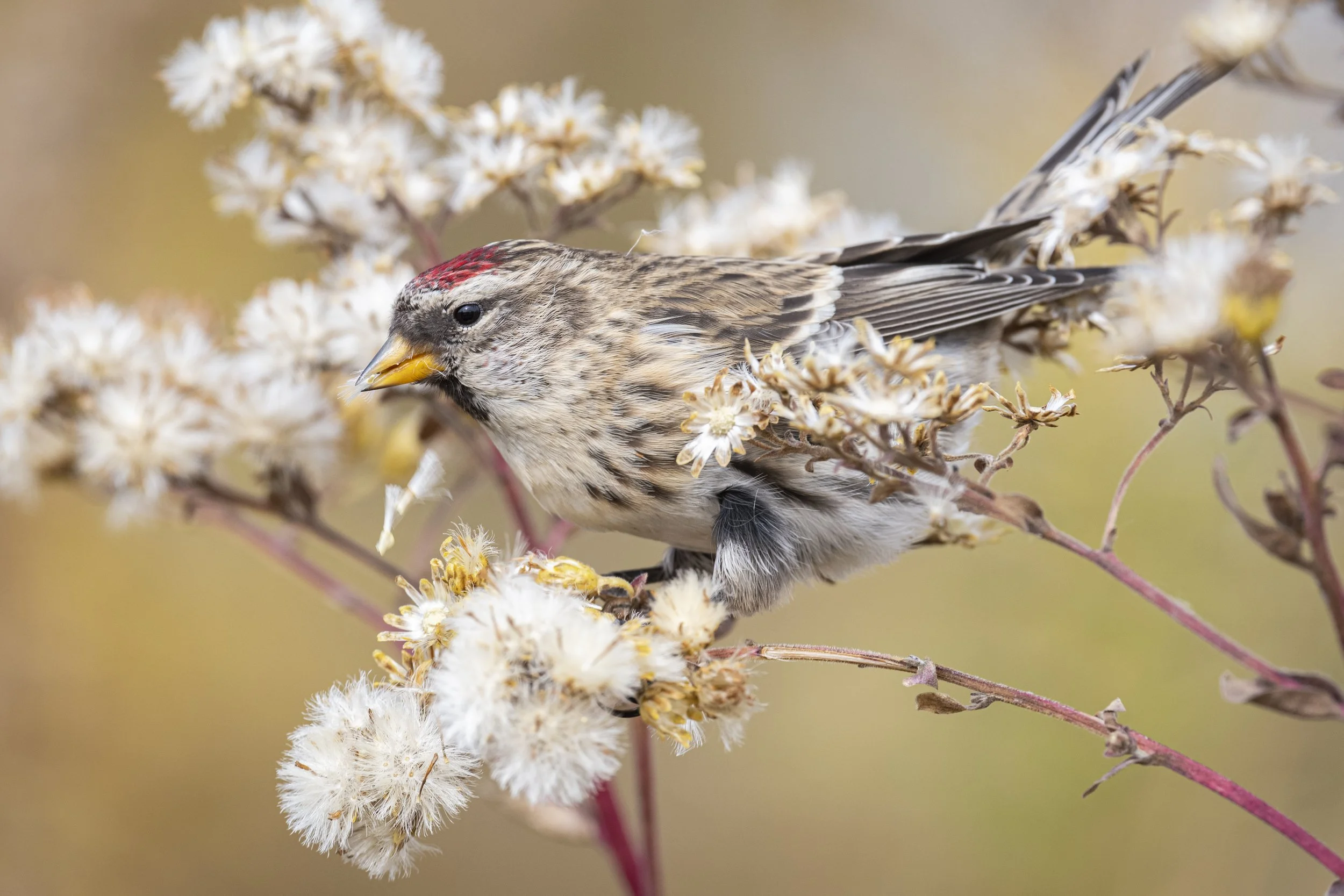 Wooded Island Birding Outing