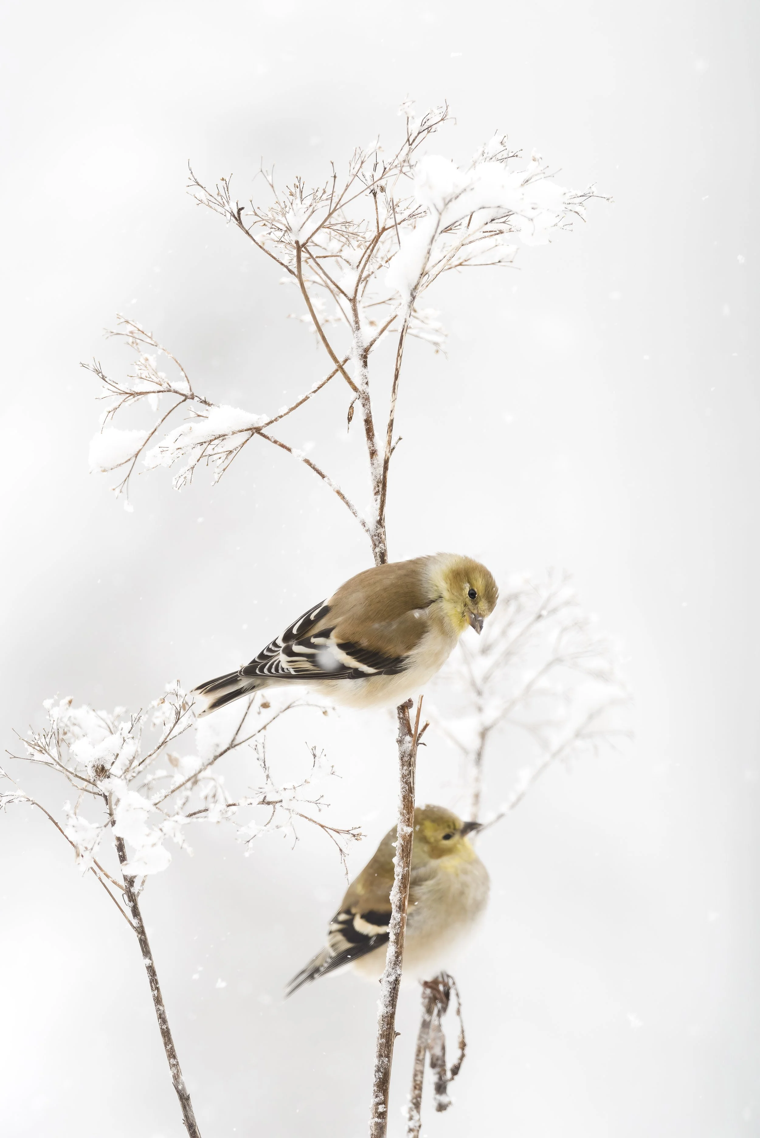 Wooded Island Birding Outing