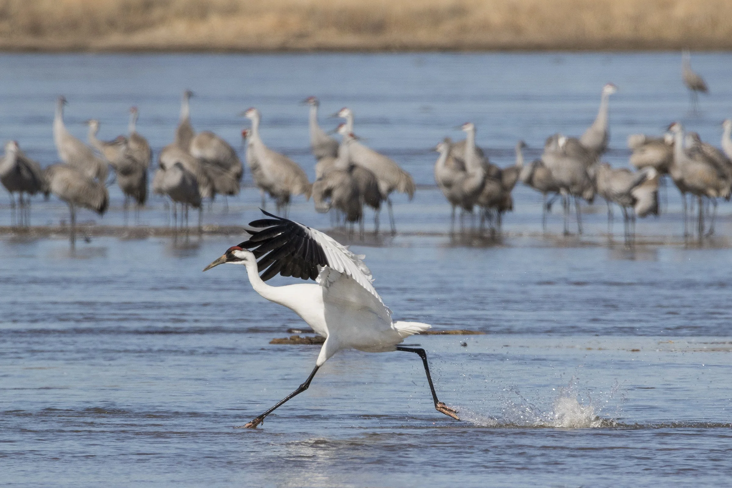 A Tale of Two Cranes