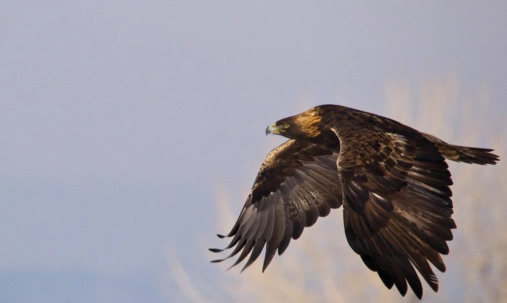 Act Now to Save the Act!